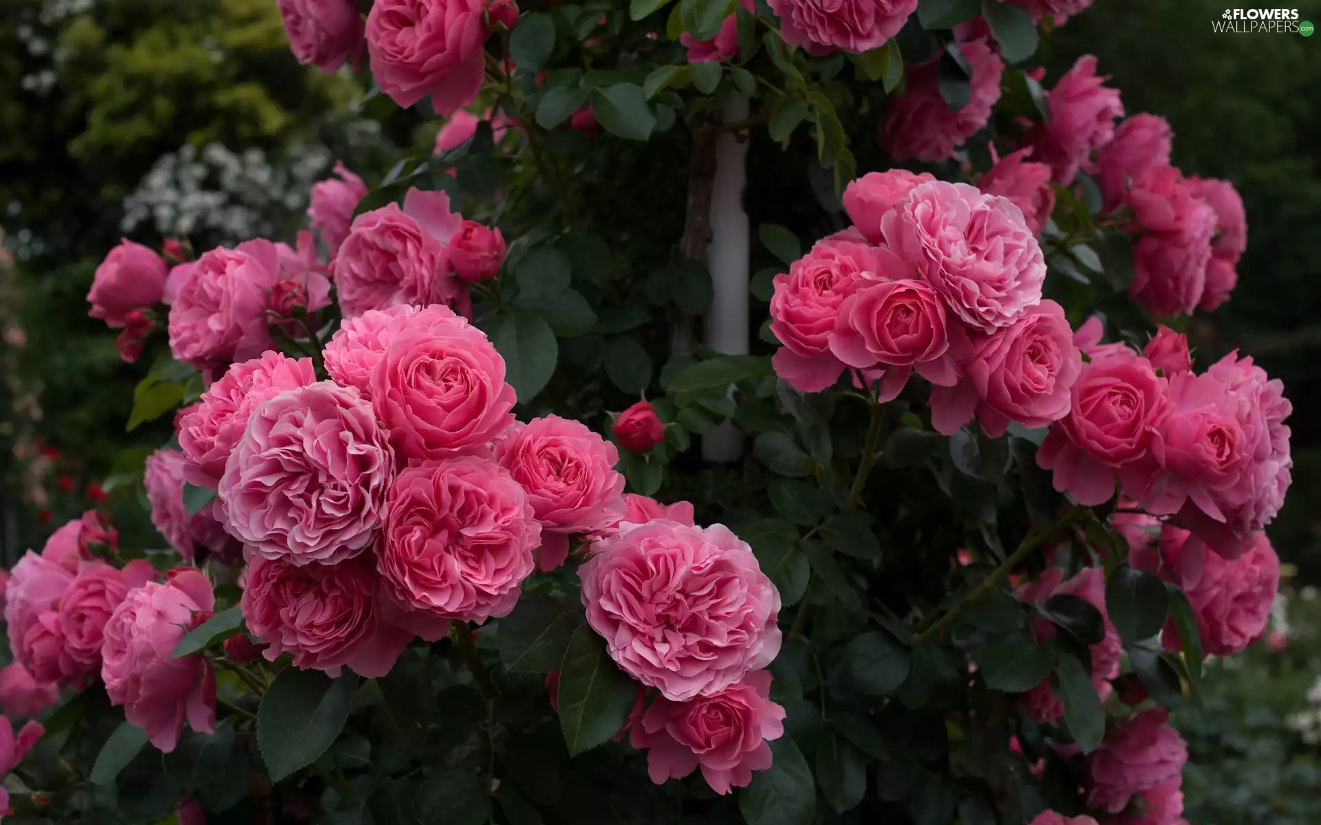 roses, Bush, developed, Pink, Flowers
