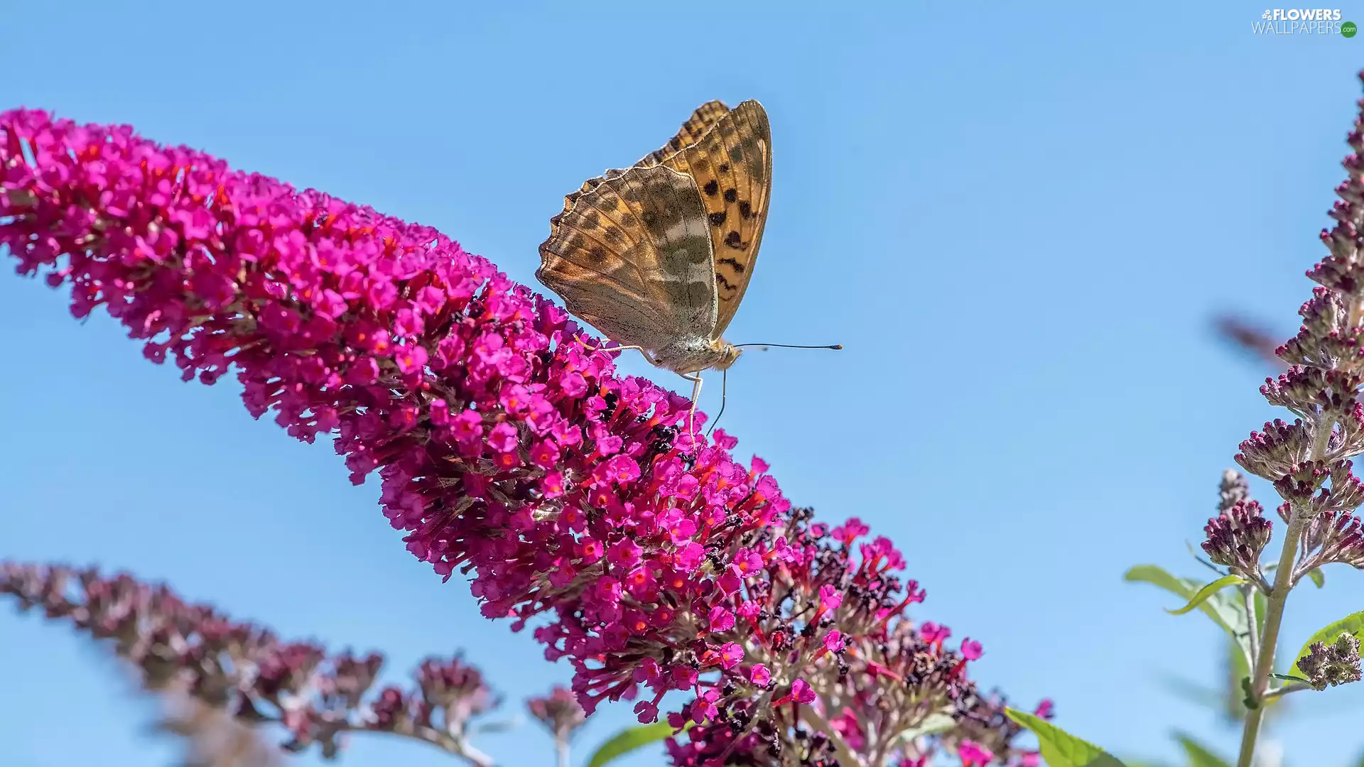 butterfly, Pink, butterfly bush, Colourfull Flowers