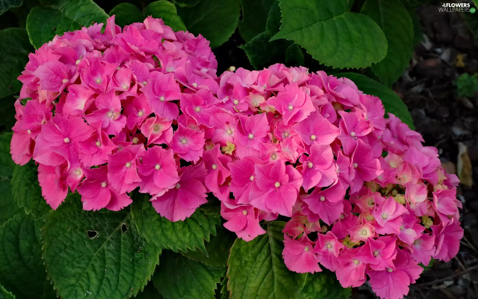 Leaf, Bush, Flowers, hydrangea, Pink