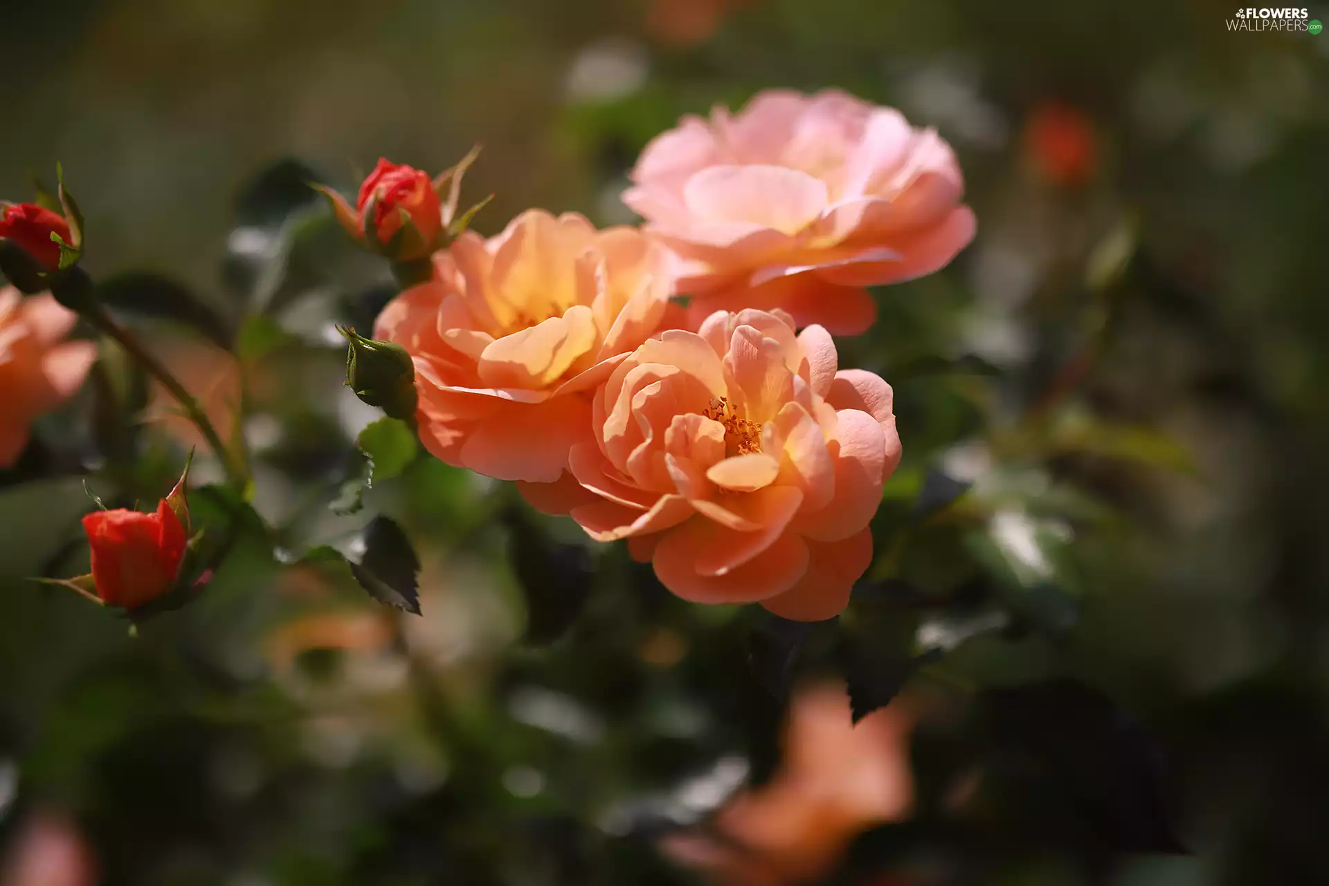 Bush, roses, Flowers
