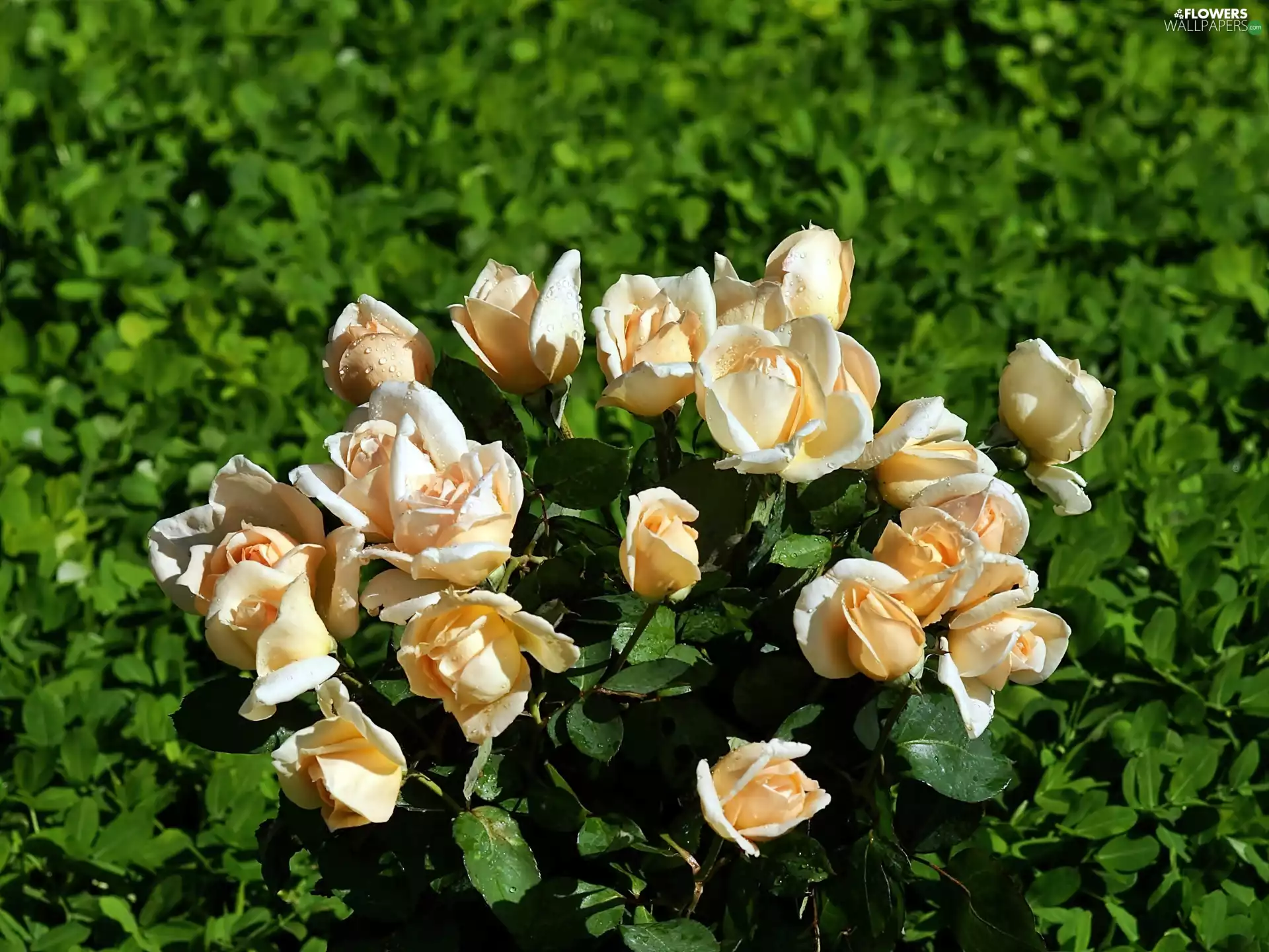 Garden, cream, rouge, Bush