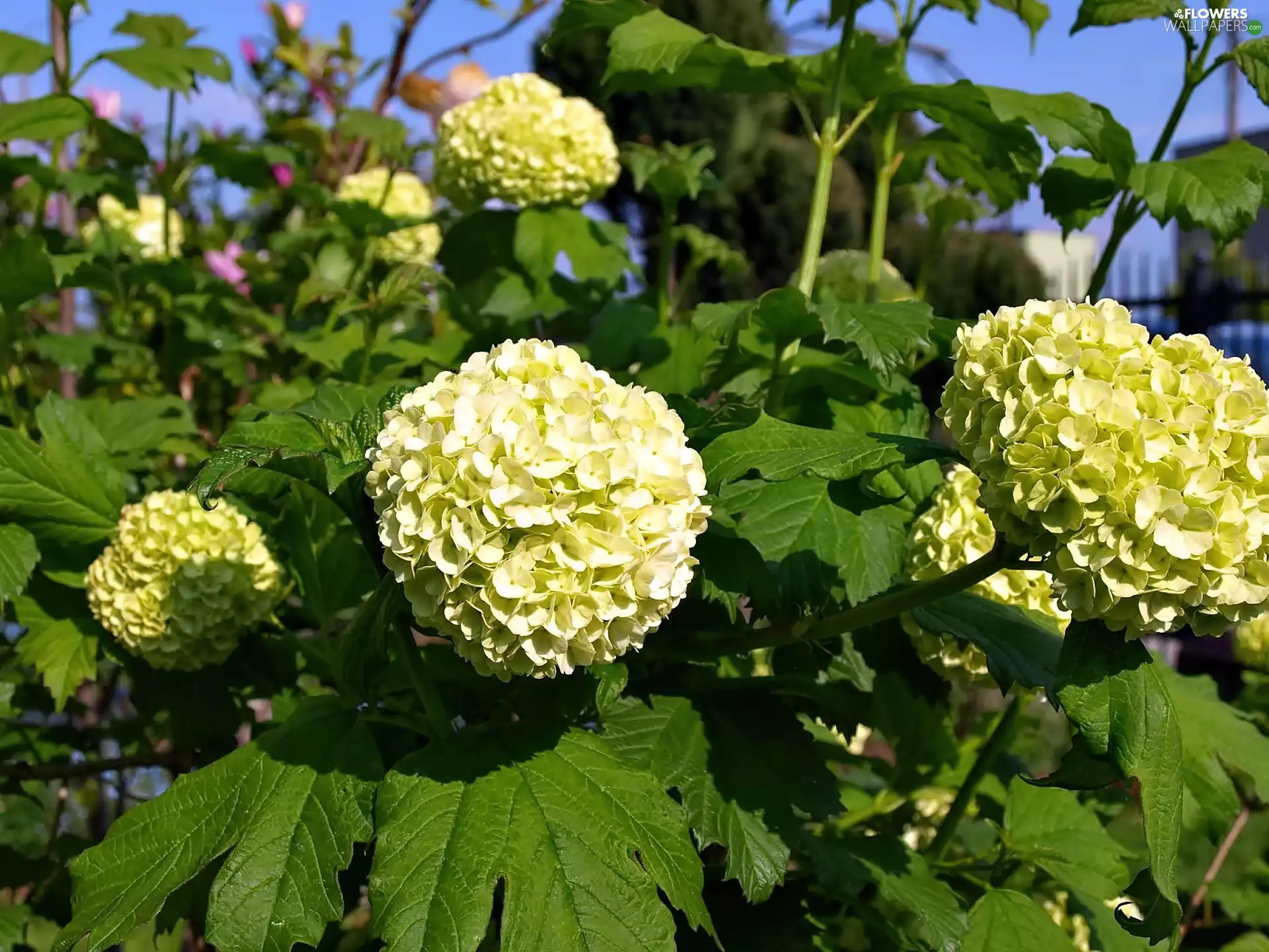 Garden, Hortense, white, Bush