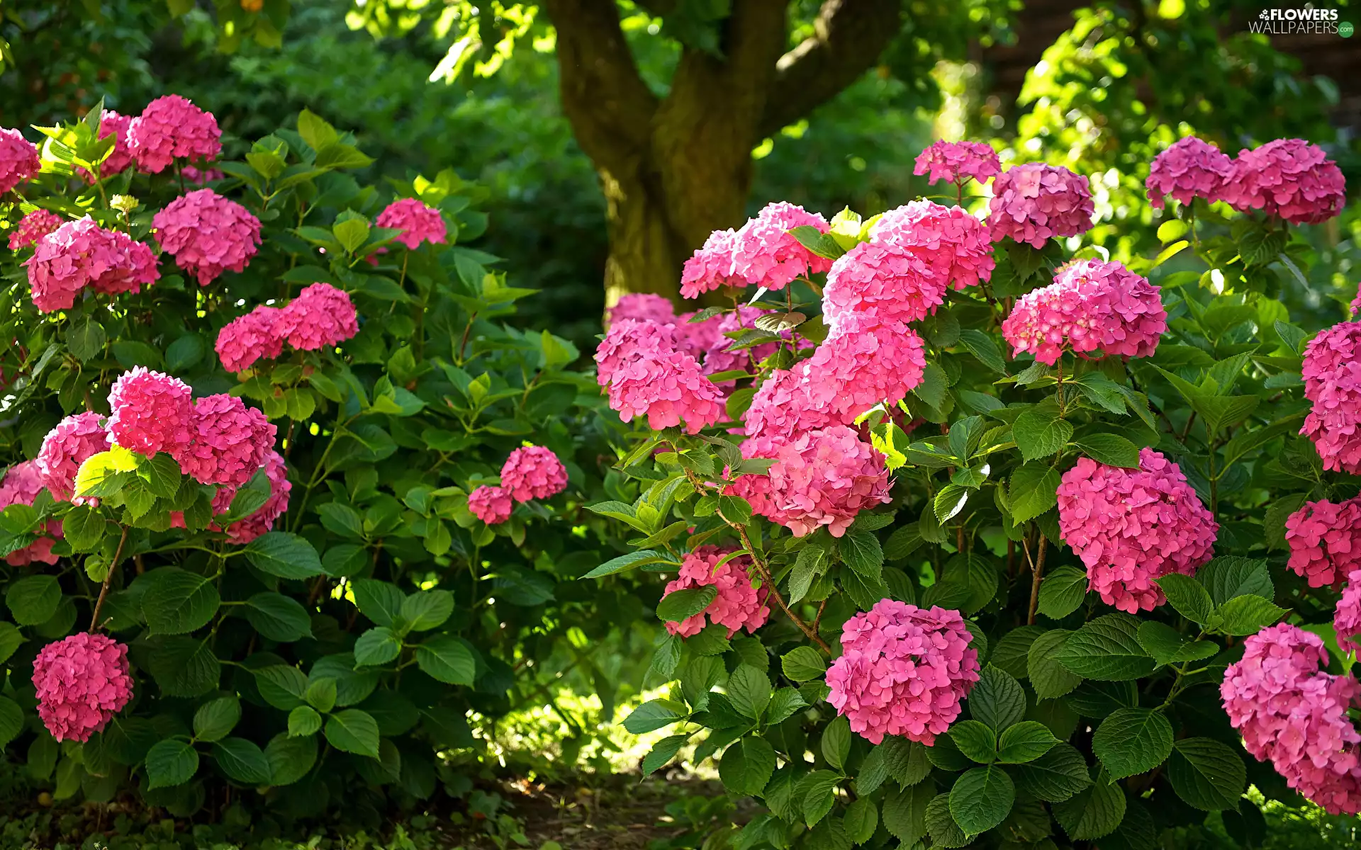 hydrangea, Pink, Flowers, Bush