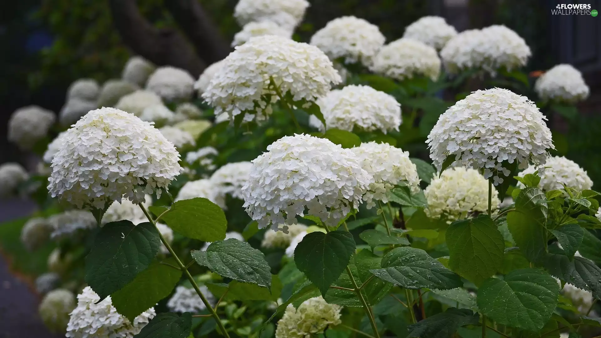 Bush, White, hydrangeas