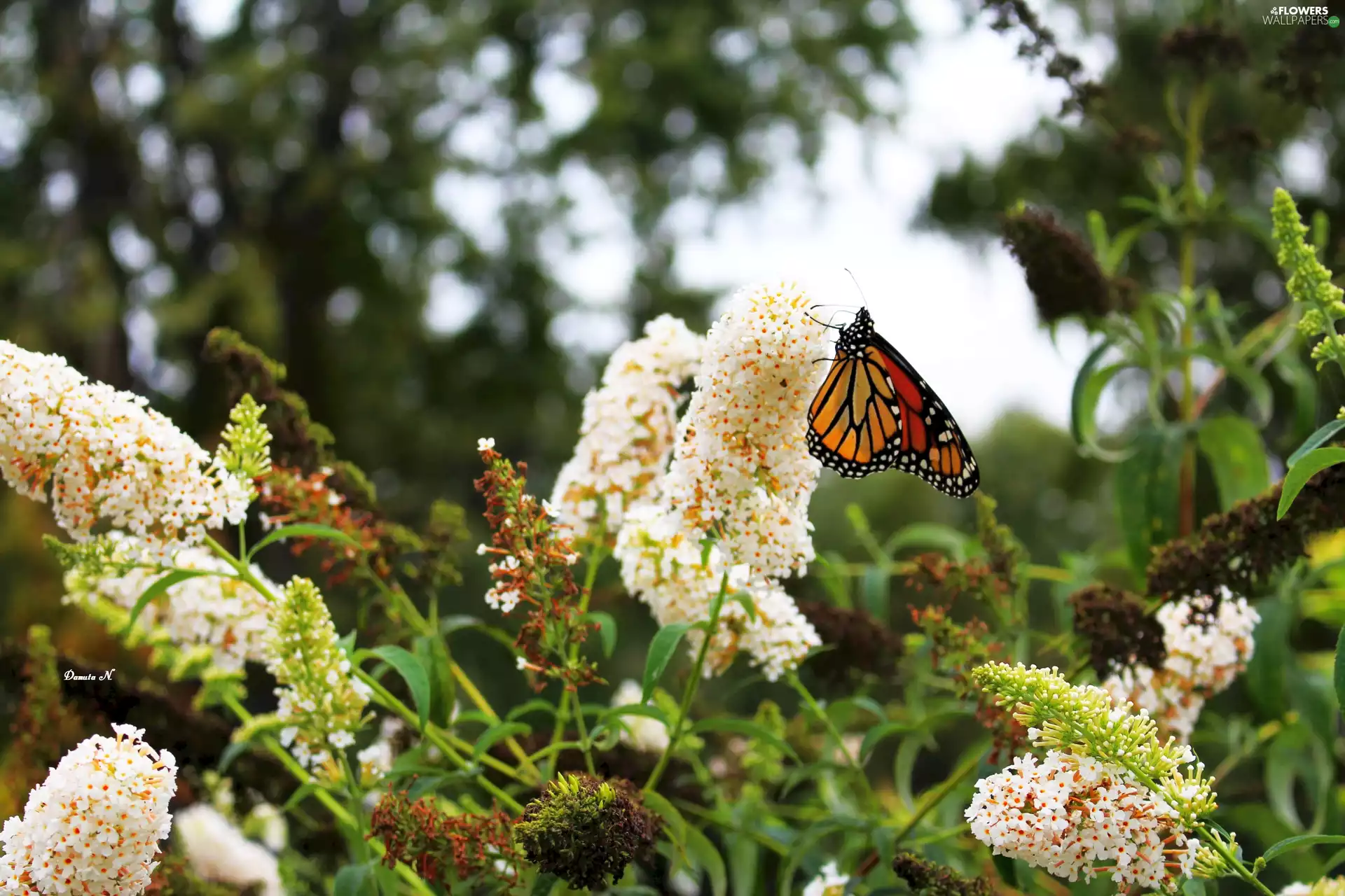 butterfly bush, Monarch, Garden, butterfly