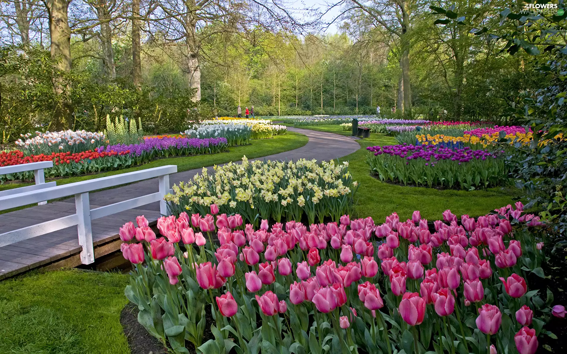 Daffodils, trees, Park, viewes, bridges, Tulips, color, Bush