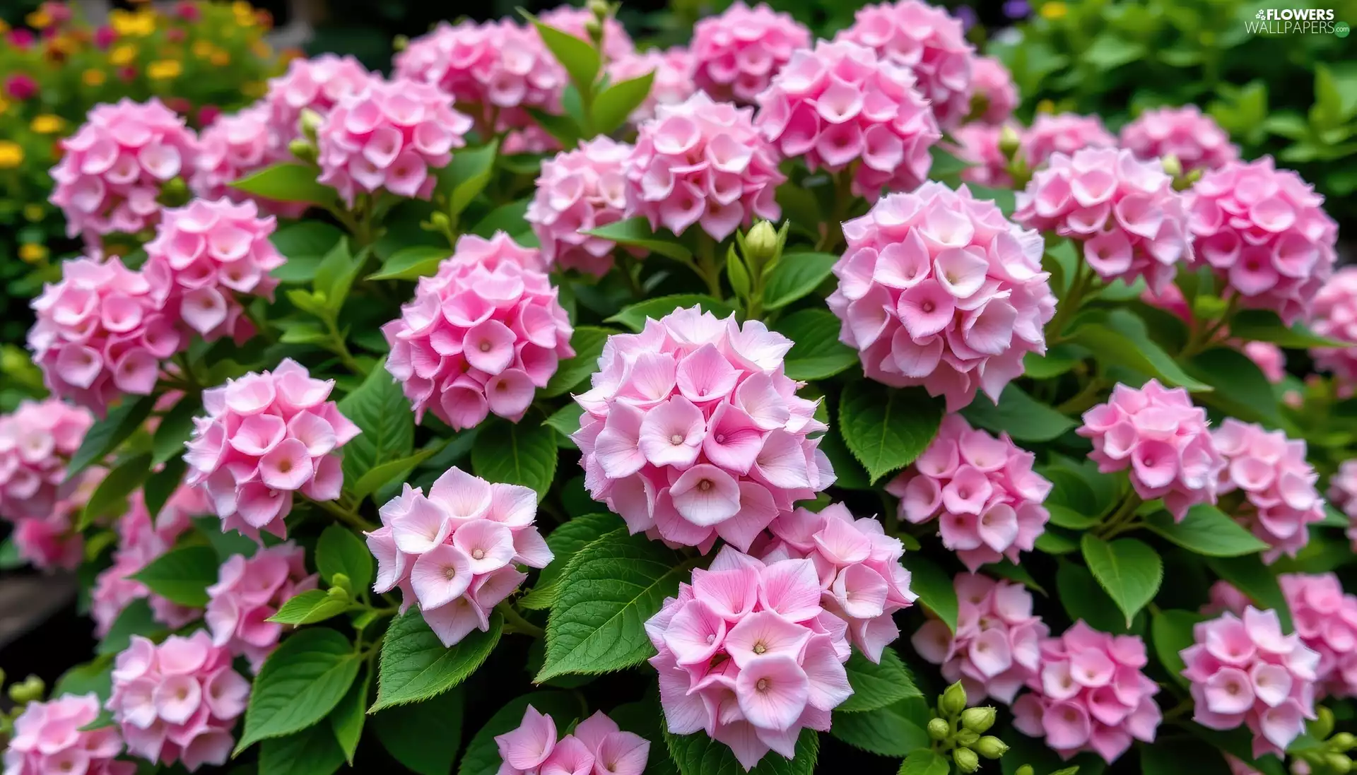 leaves, Bush, Pink, Flowers, hydrangea