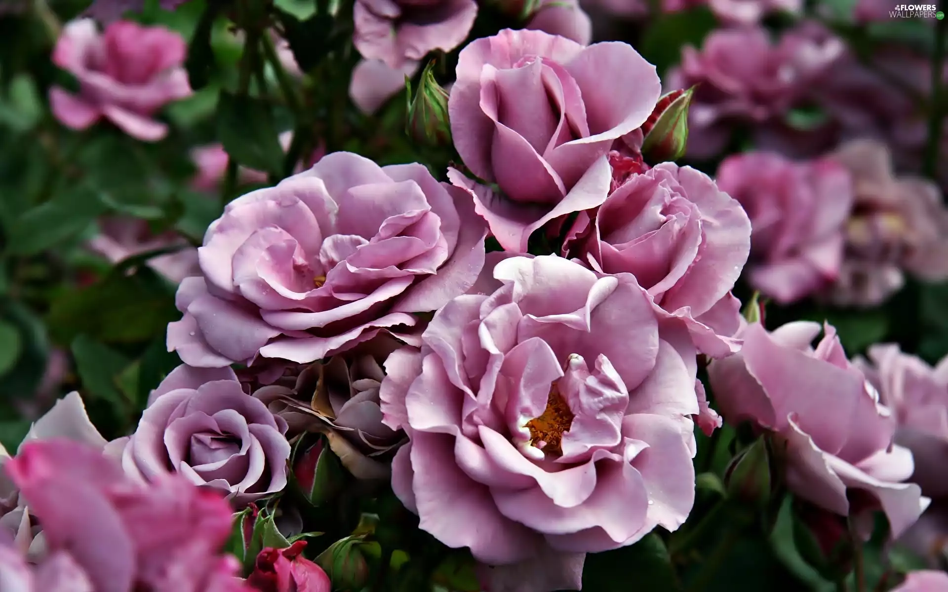 Bush, roses, purple