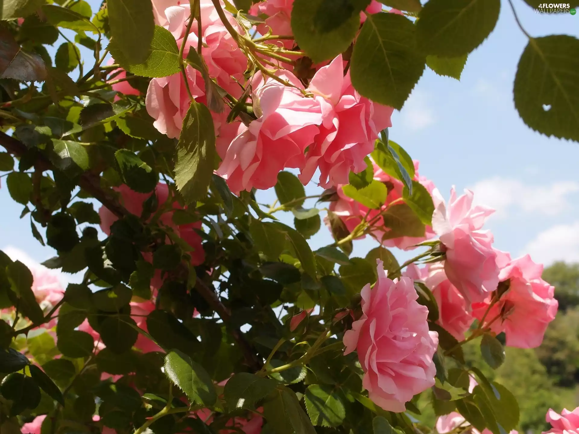 Bush, Pink, roses