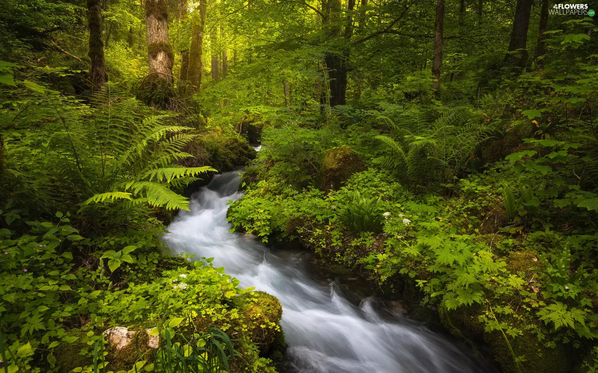 viewes, forest, fern, Bush, stream, trees