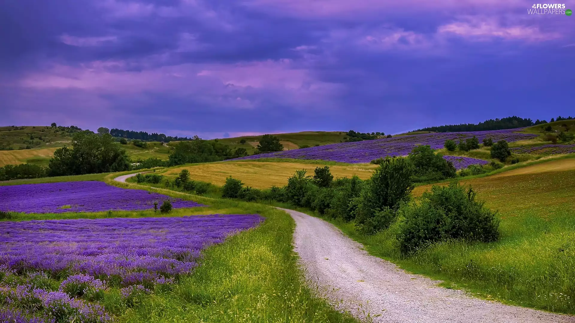 medows, lavender, twilight, grass, Way, cultivated, field, Bush