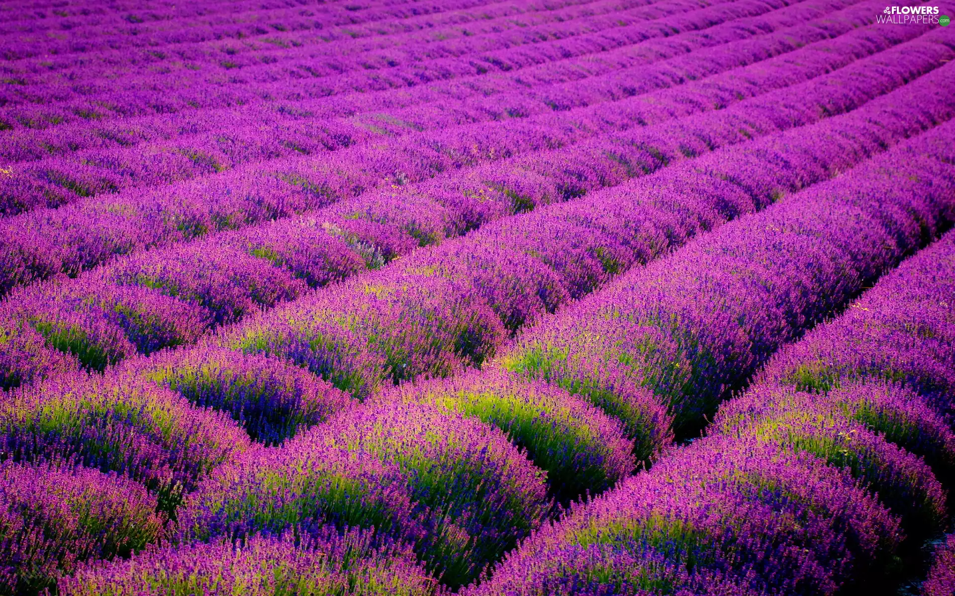 bushes, Violet, lavender