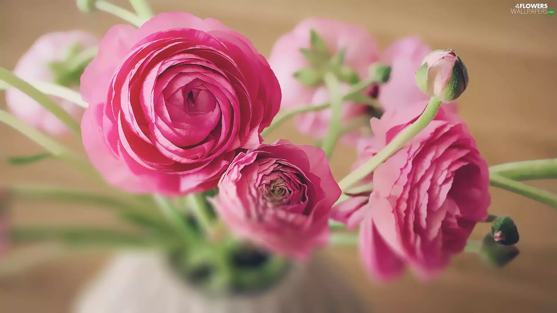 Buds, Flowers, Asian Buttercup