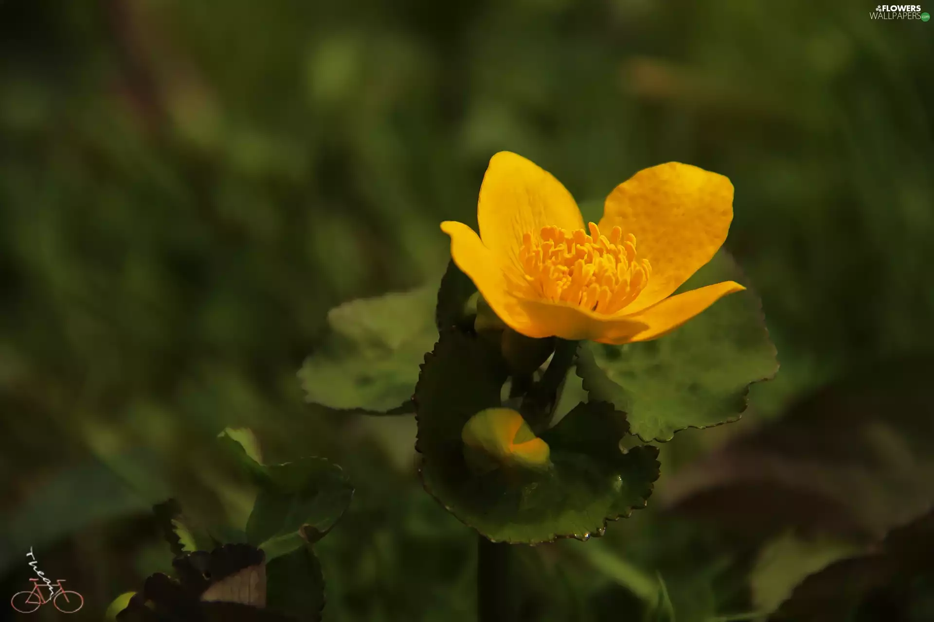 Colourfull Flowers, Yellow, buttercup
