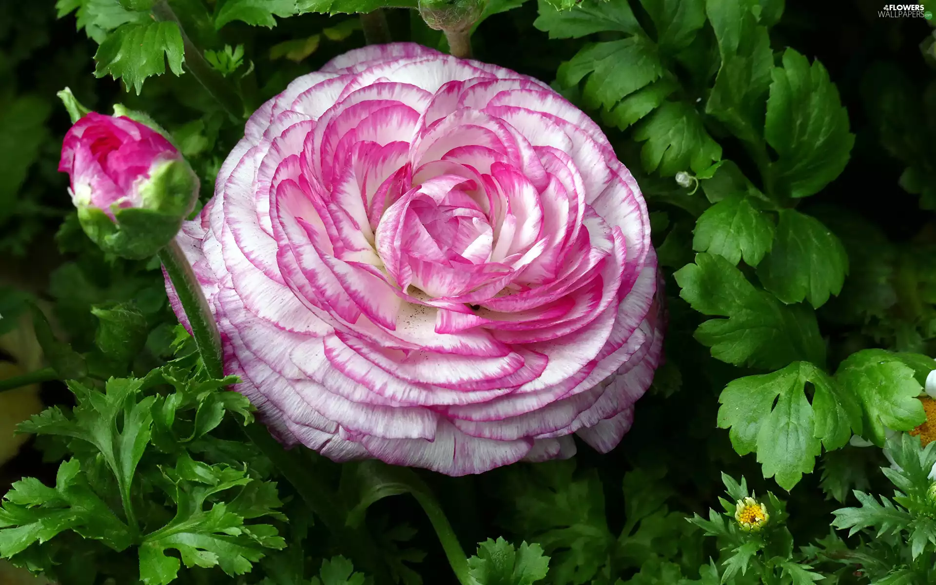 Flowers, bud, leaves, buttercup