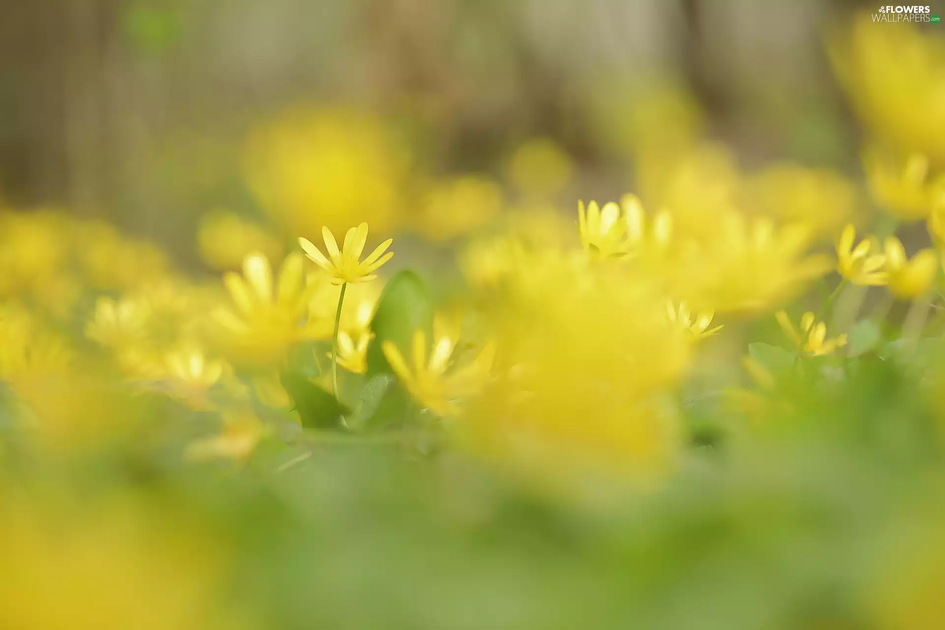 fig buttercup, Flowers, blur, Yellow