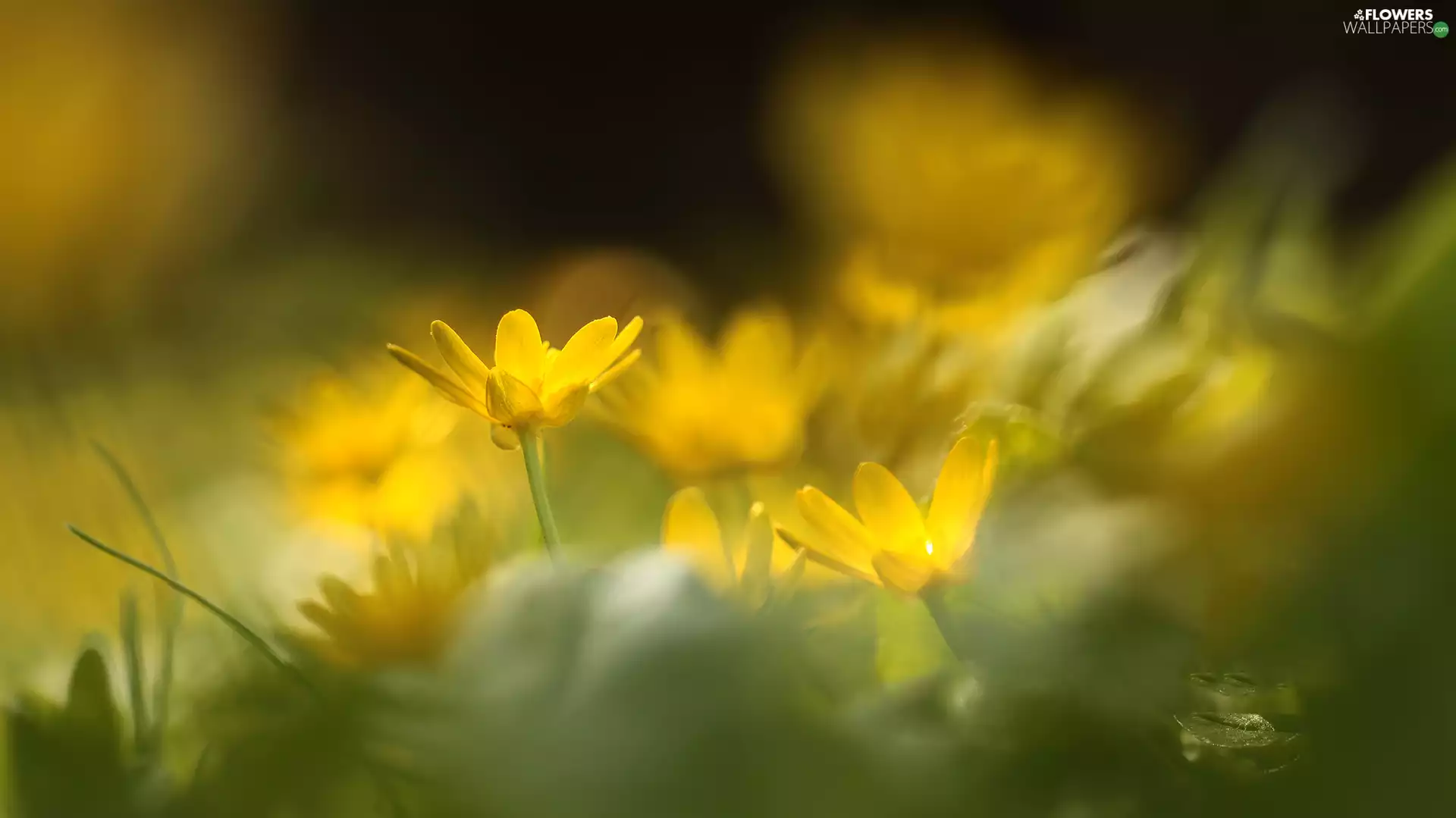 fig buttercup, Flowers, rapprochement, Yellow