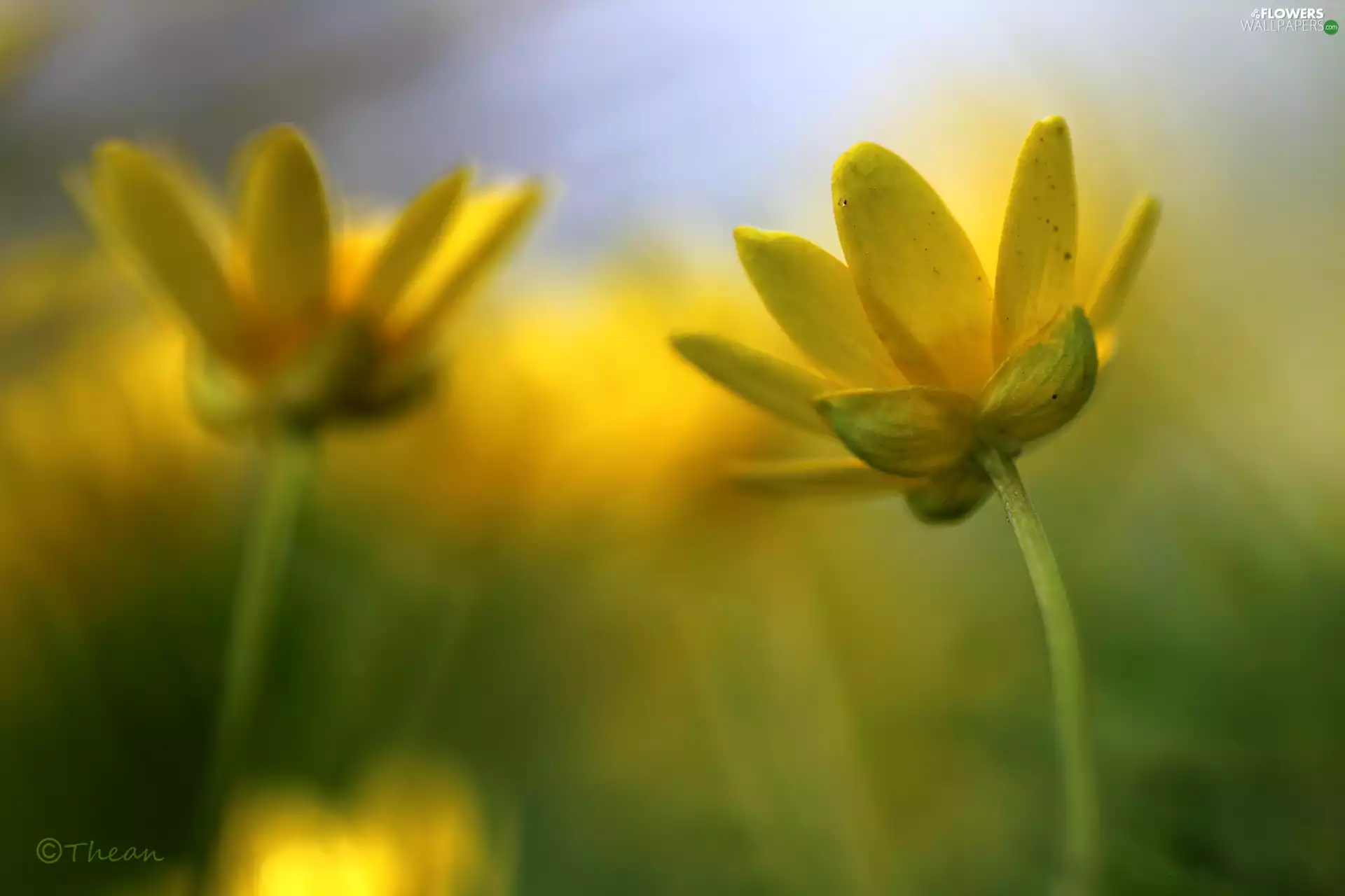 fig buttercup, Flowers, Spring, Yellow
