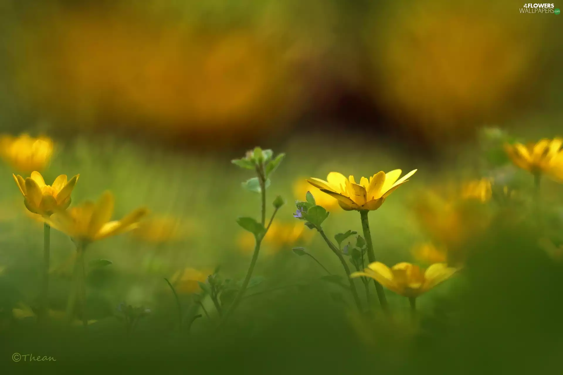fig buttercup, Flowers, Spring, Yellow