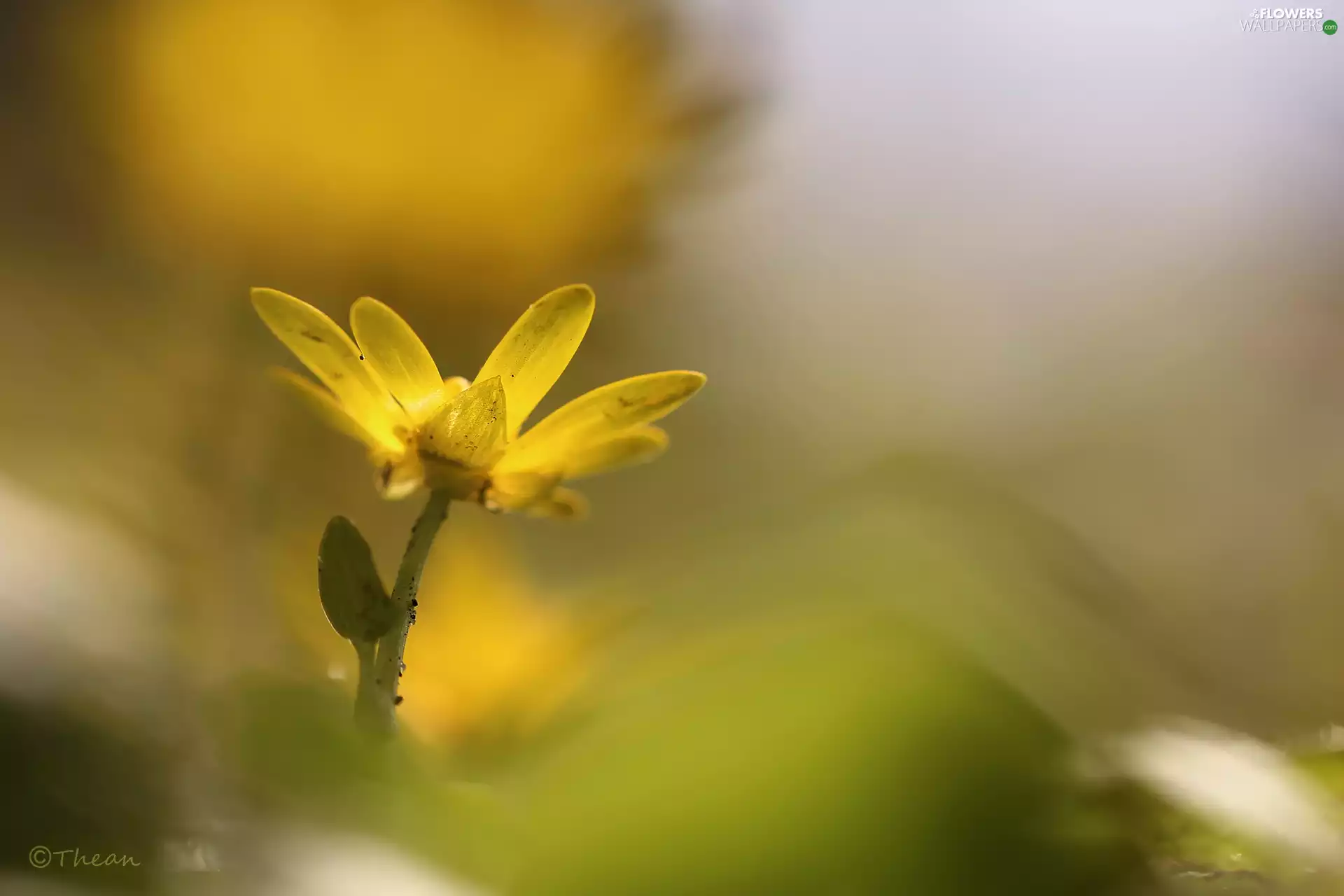 fig buttercup, Flowers, Spring, Yellow