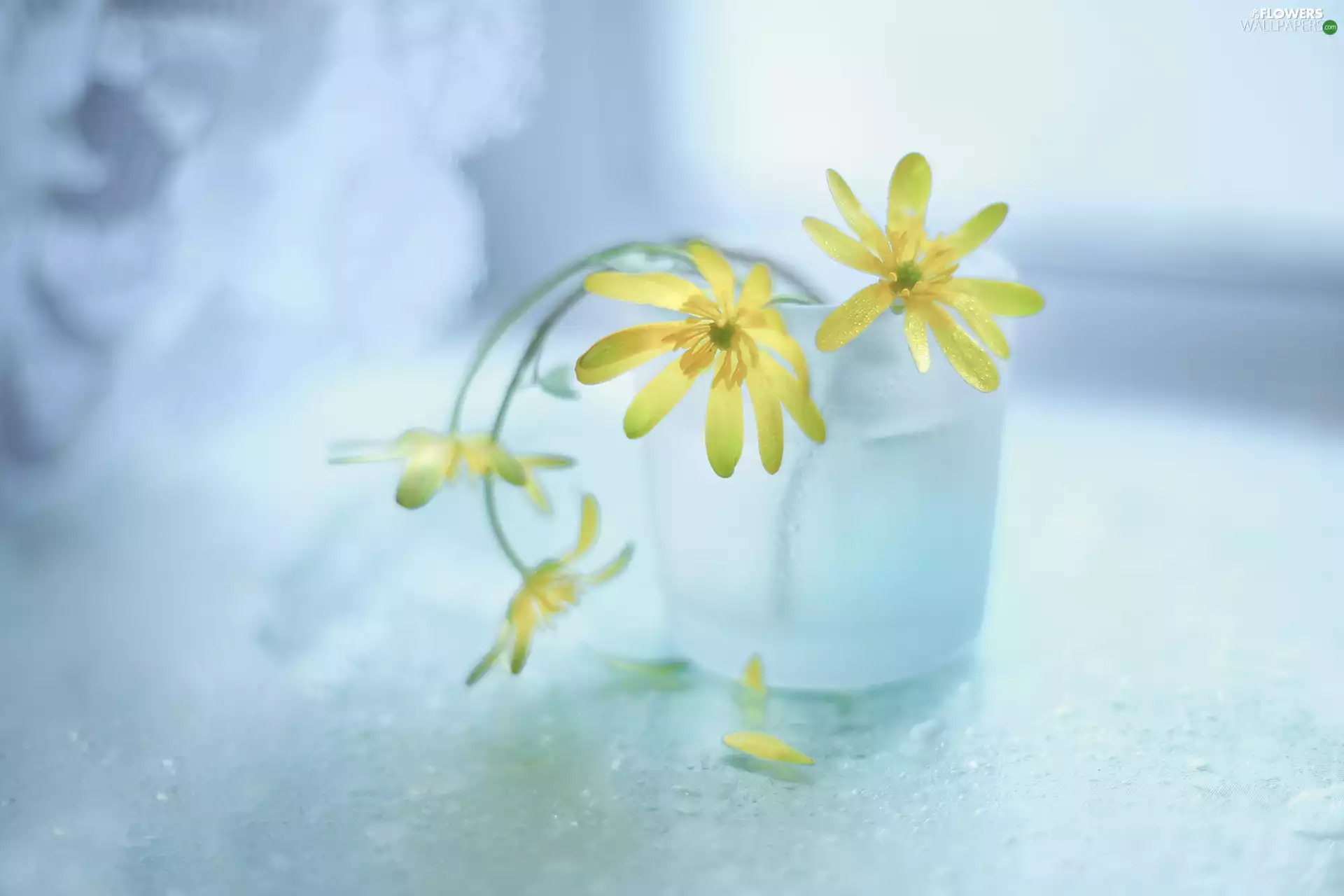 fig buttercup, Flowers, vase, Yellow