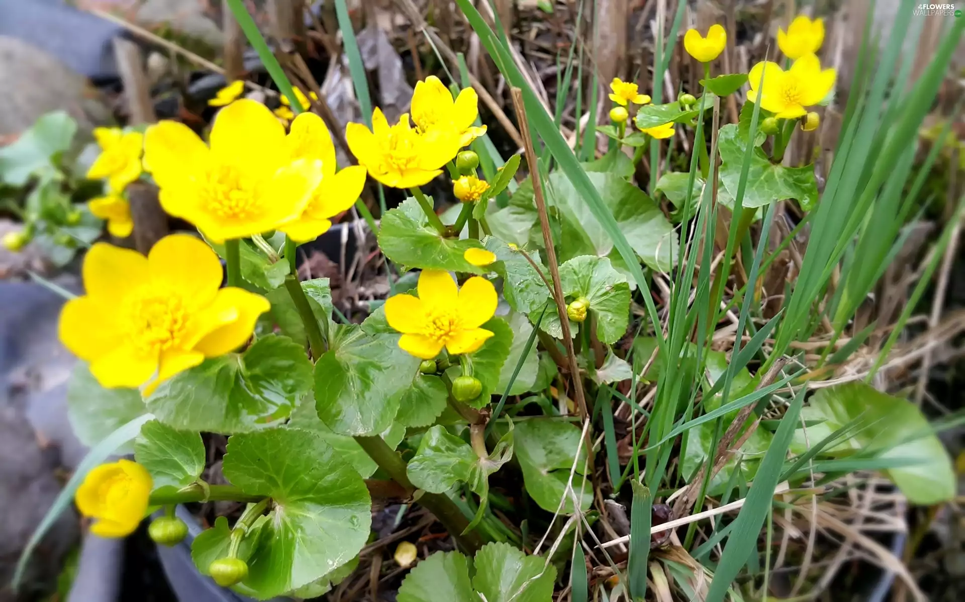 Buttercup Mud, grass