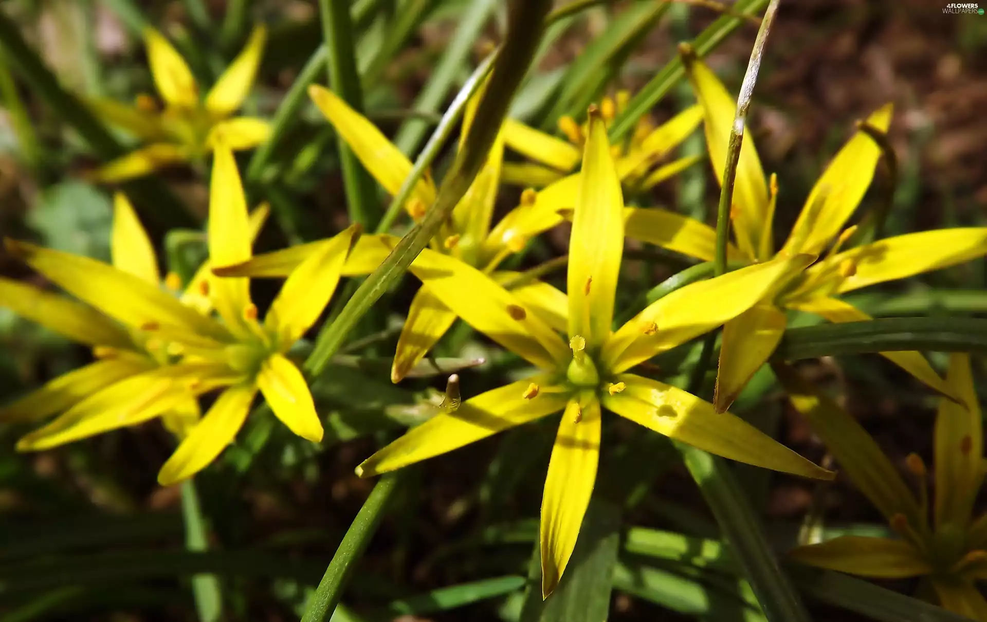 Fig Buttercup, grass, Spring, spring