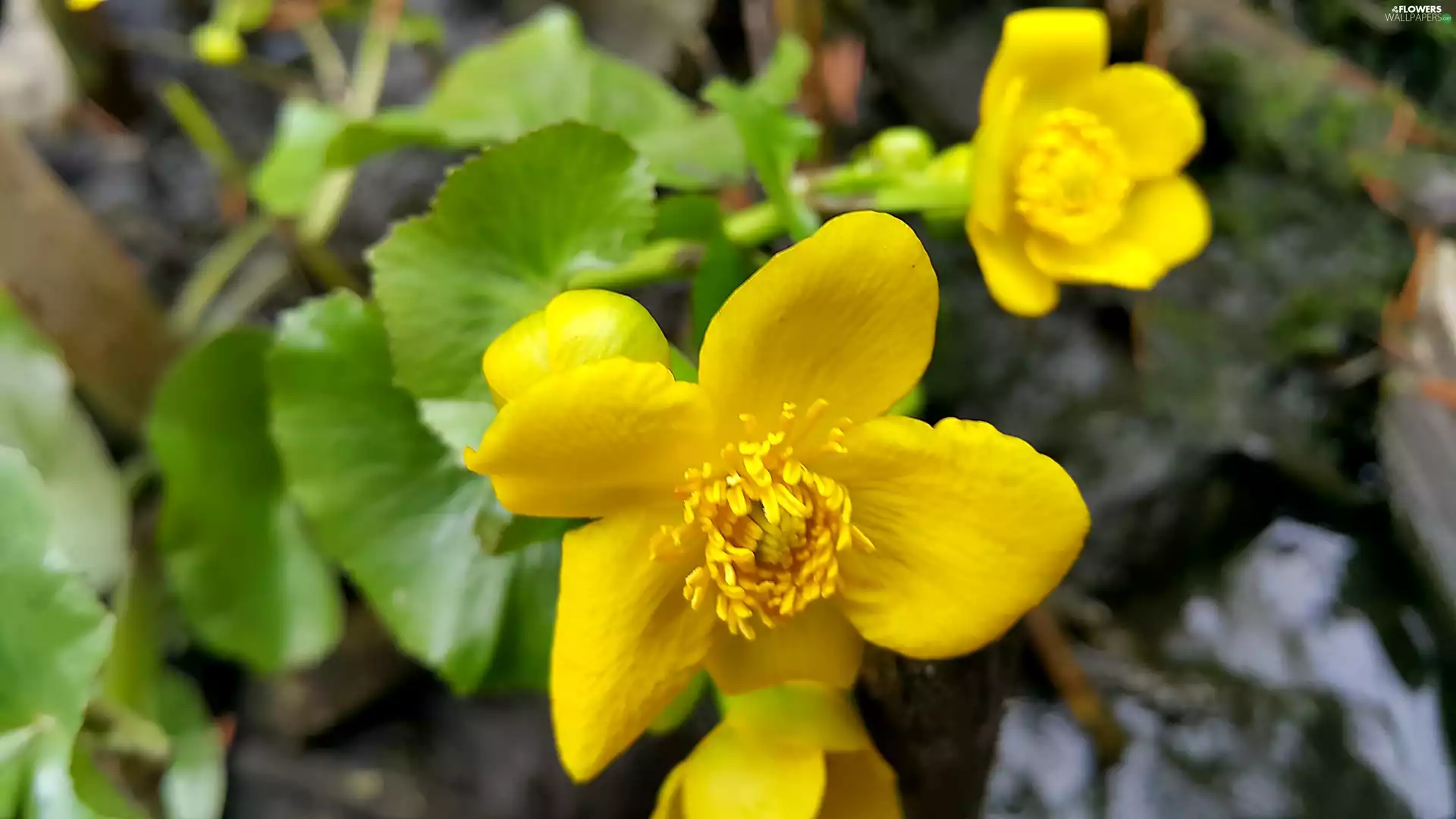 Yellow, buttercup, muddy, Colourfull Flowers