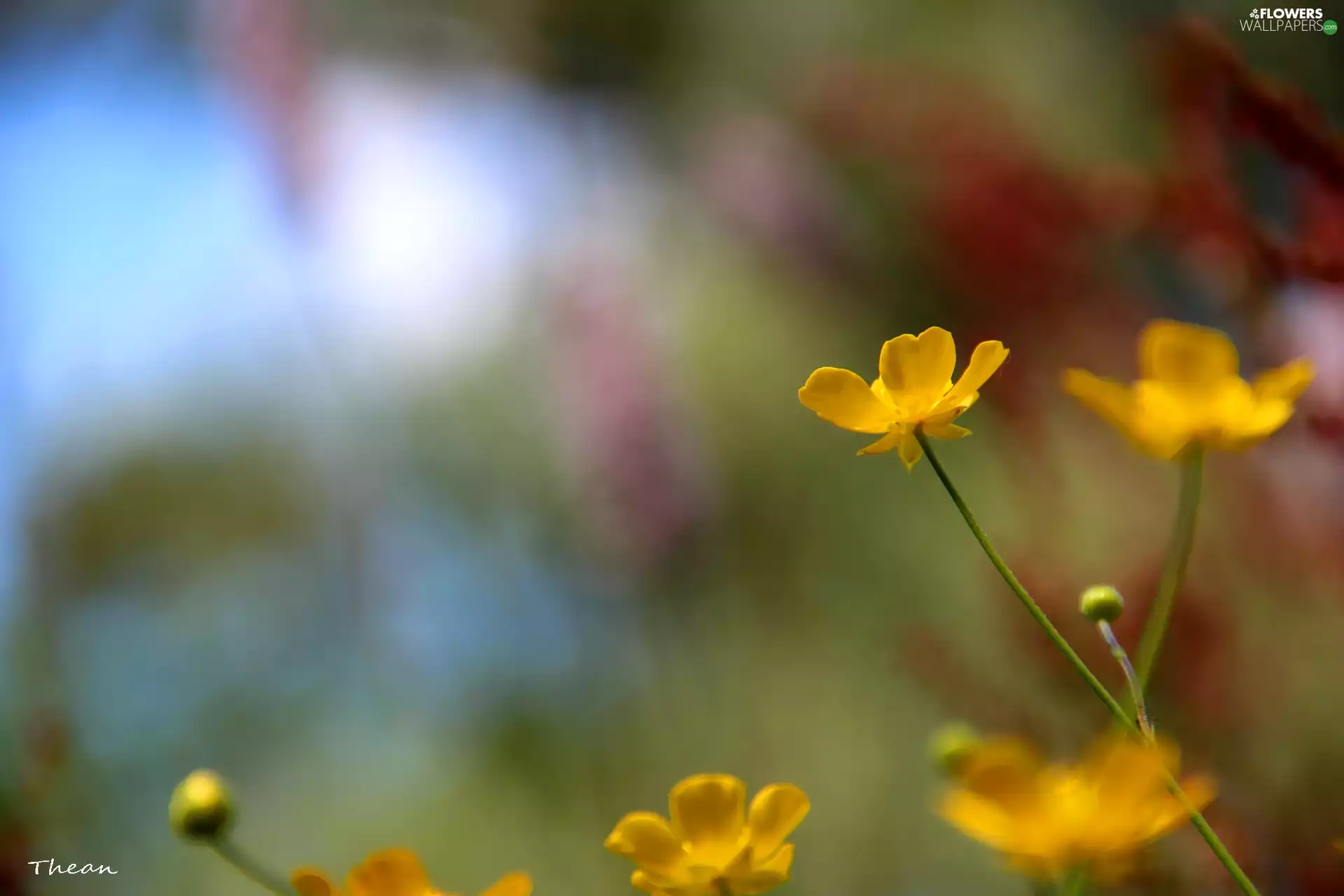 buttercup
