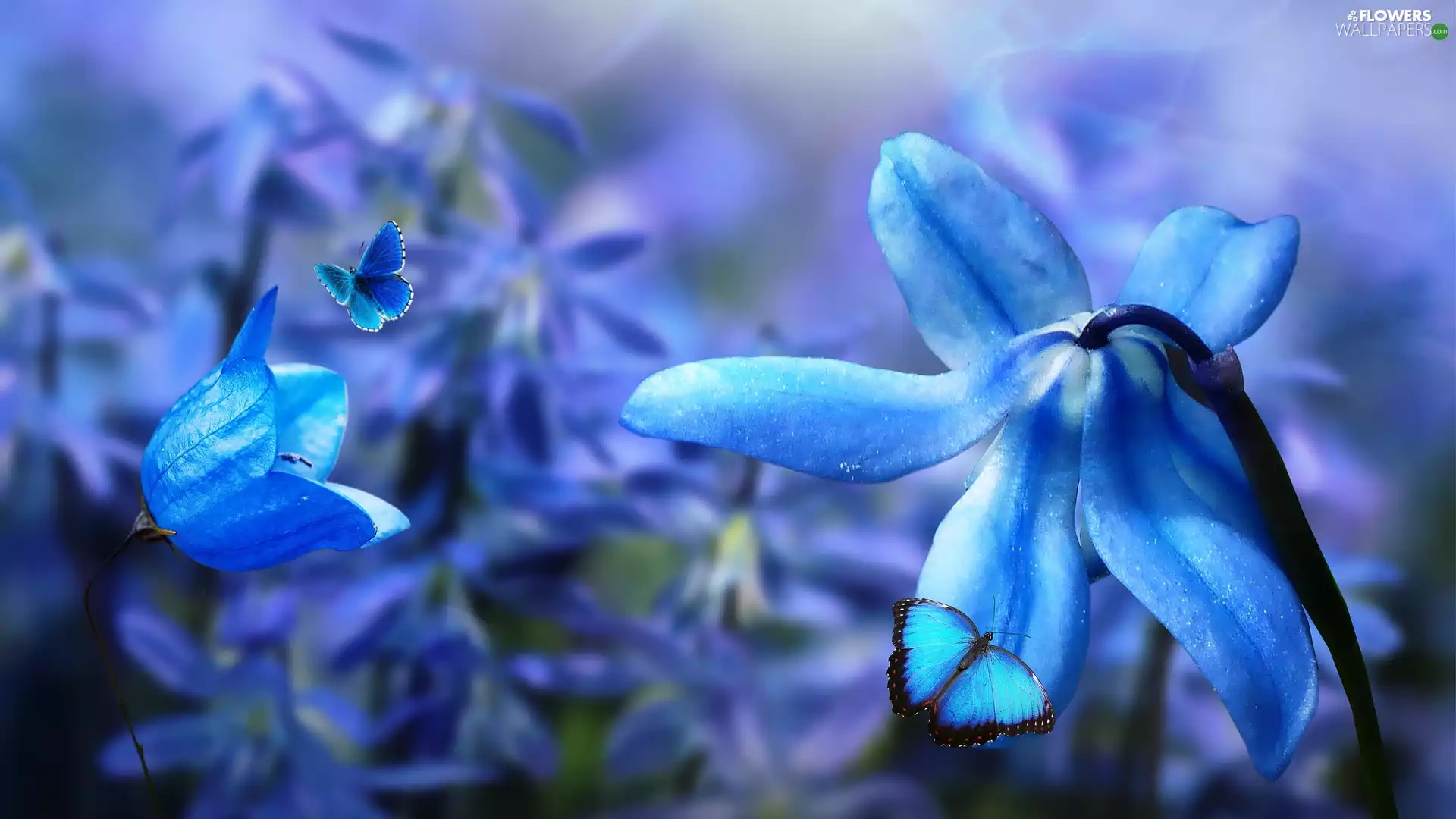 flakes, Flowers, bell, butterflies, squill, Blue