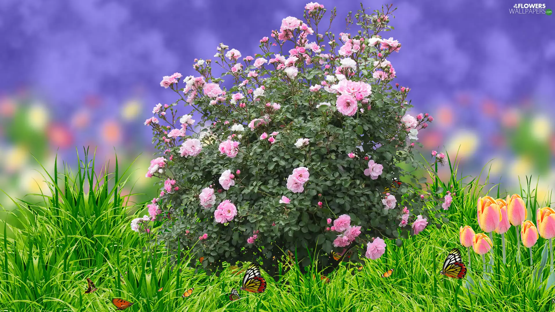 grass, roses, Tulips, butterflies, Flowers, Bush