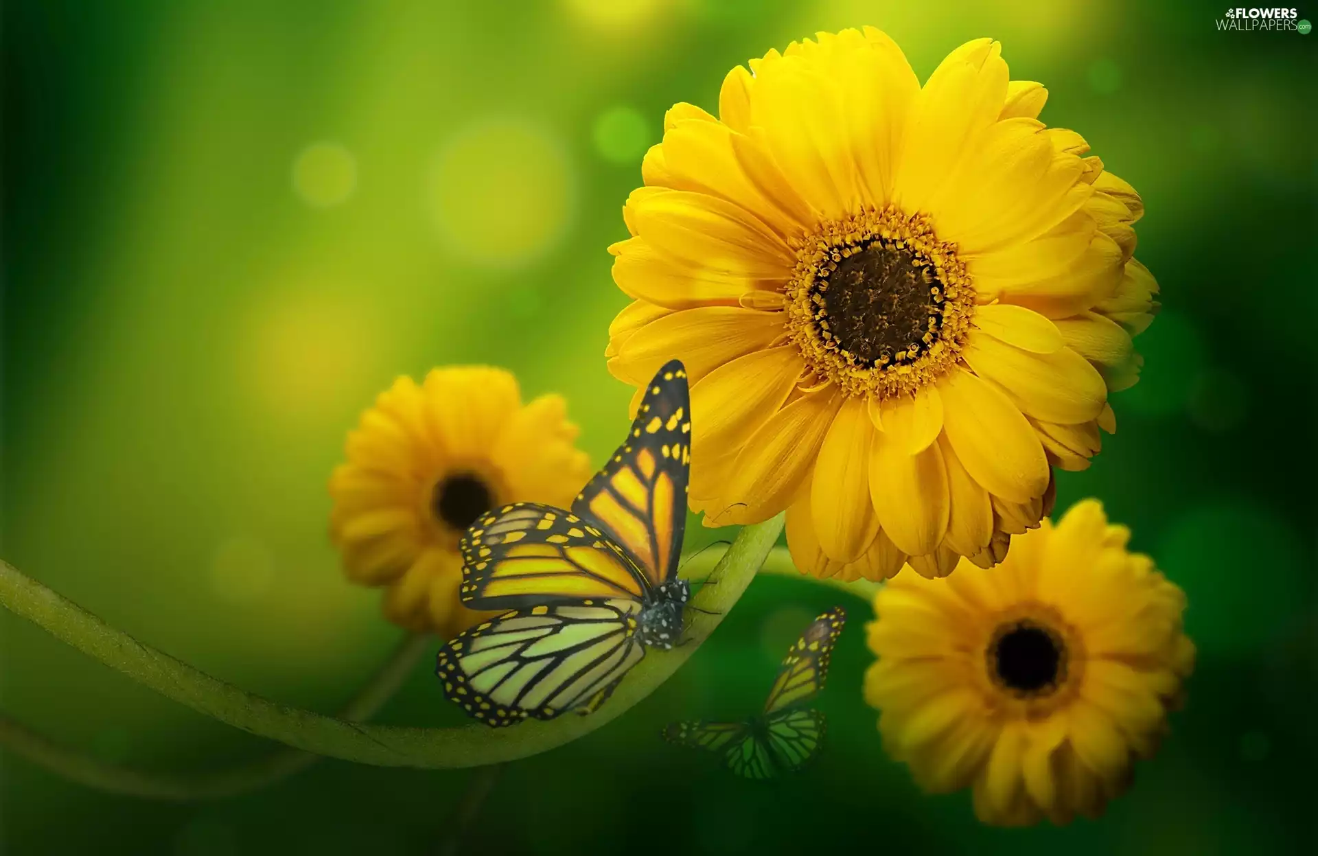 butterflies, Yellow, gerberas