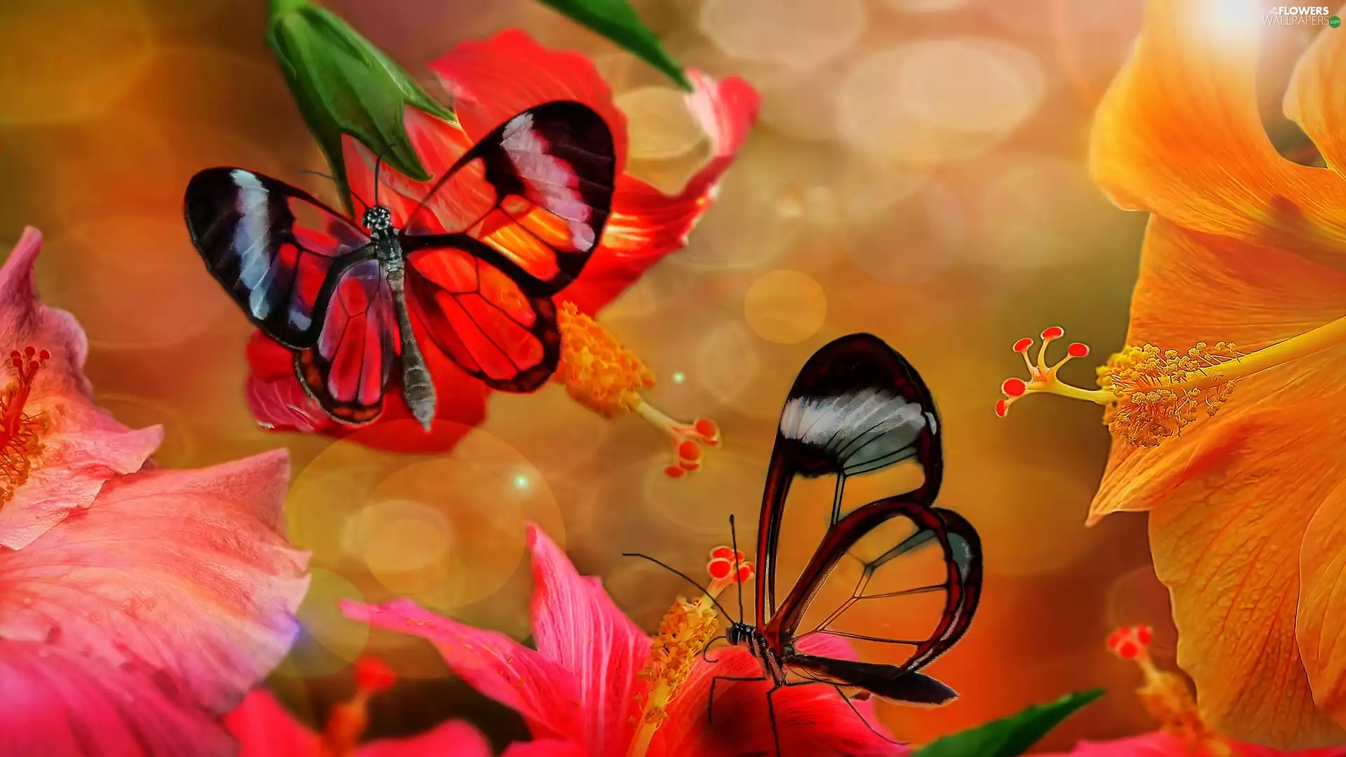 butterflies, hibiscus