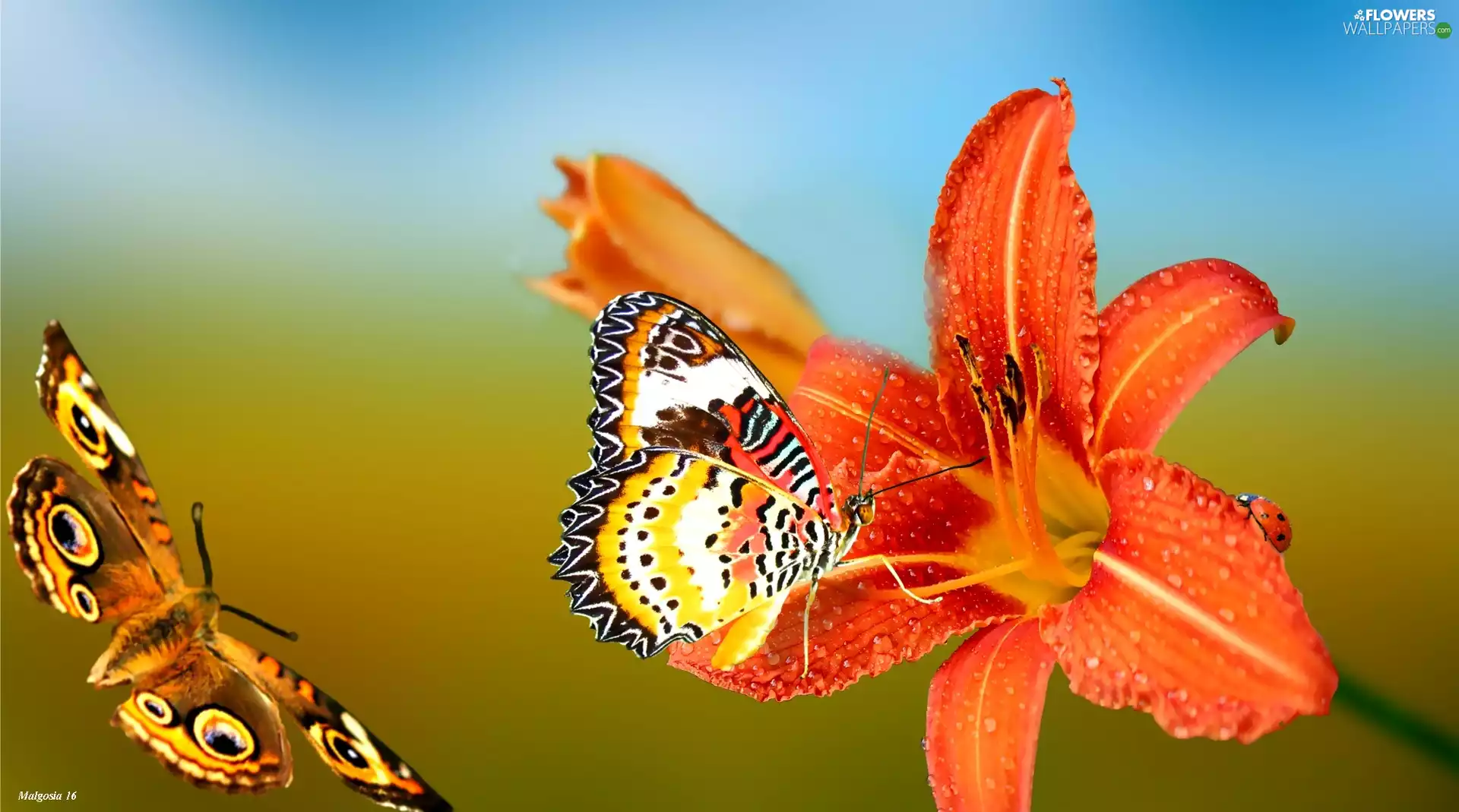 lily, dew, ladybird, butterflies