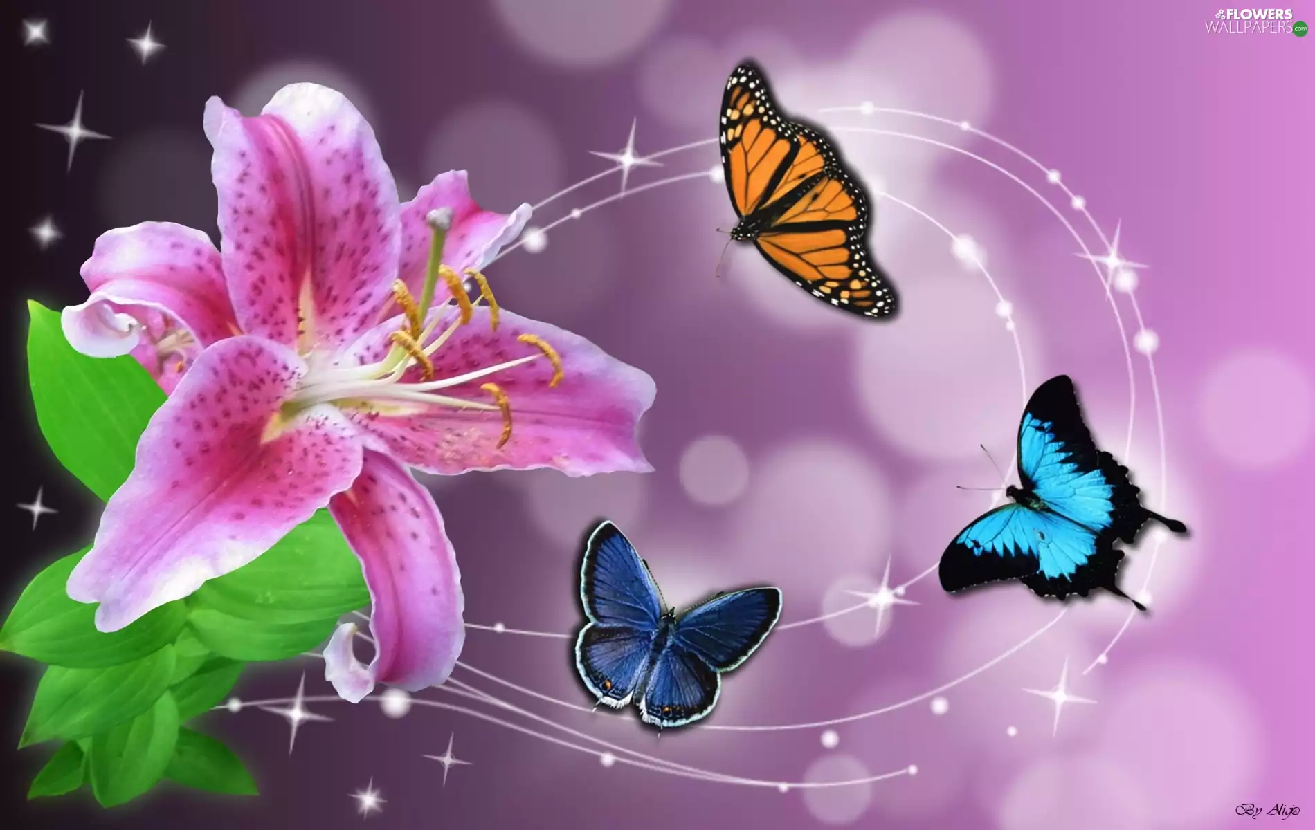 butterflies, Pink, Lily