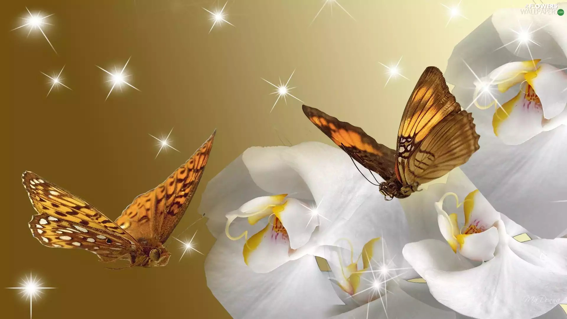 butterflies, White, orchids