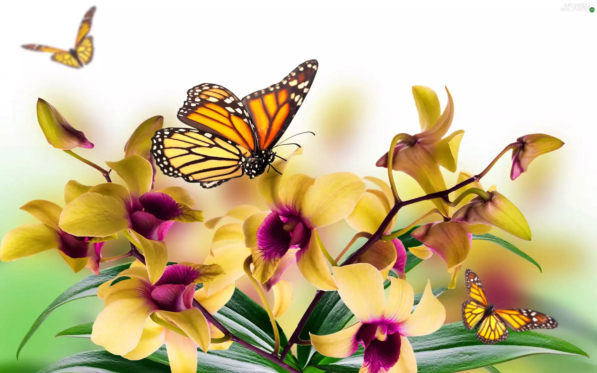 butterflies, Yellow, orchids