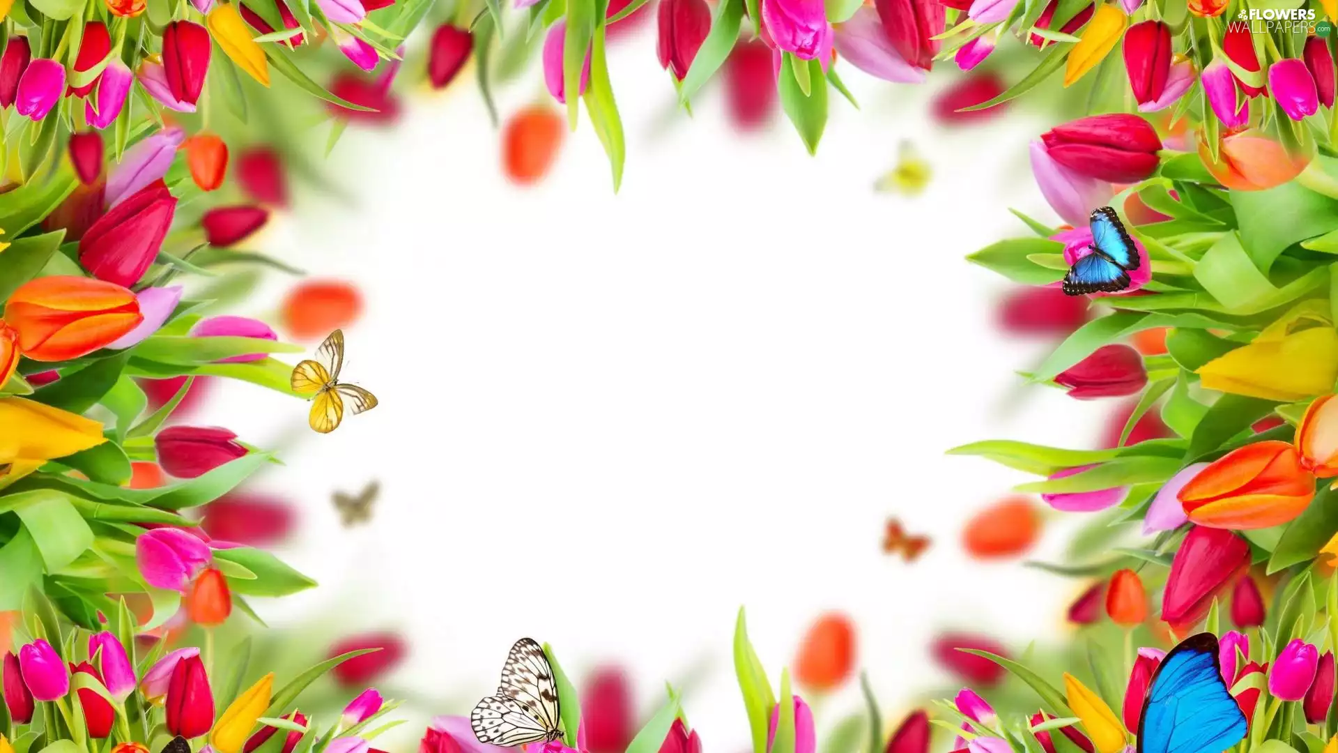 butterflies, Flowers, Tulips