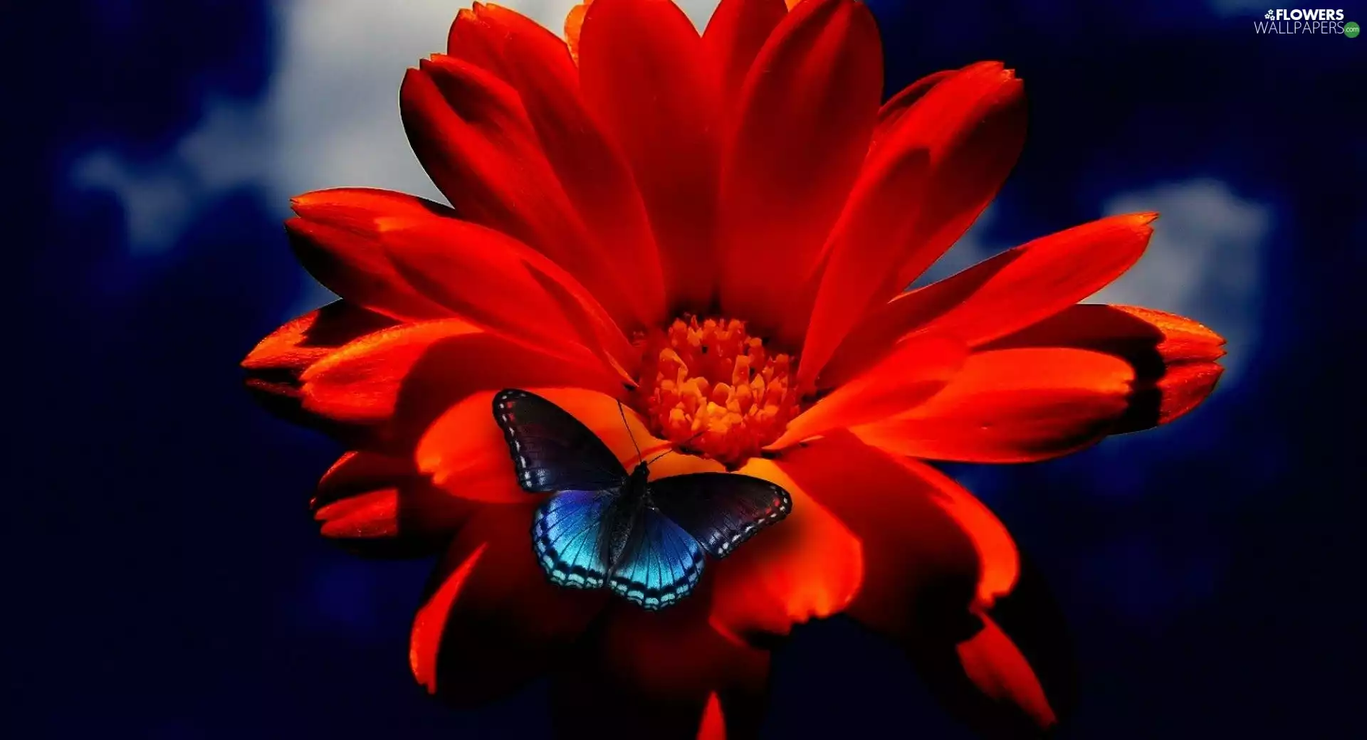 butterfly, Gerbera, blue