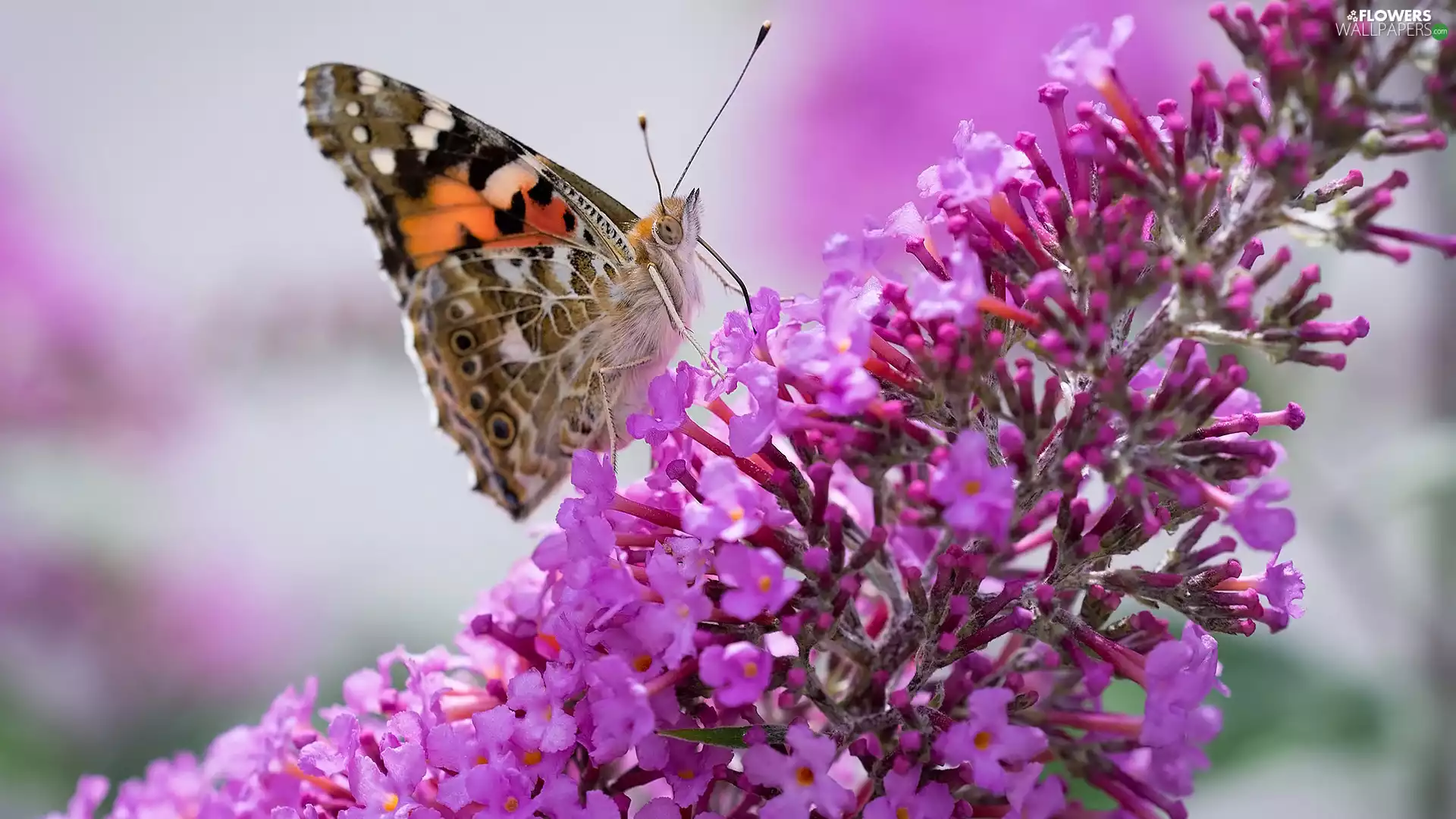 Pink, butterfly bush, Painted Lady, Colourfull Flowers, butterfly