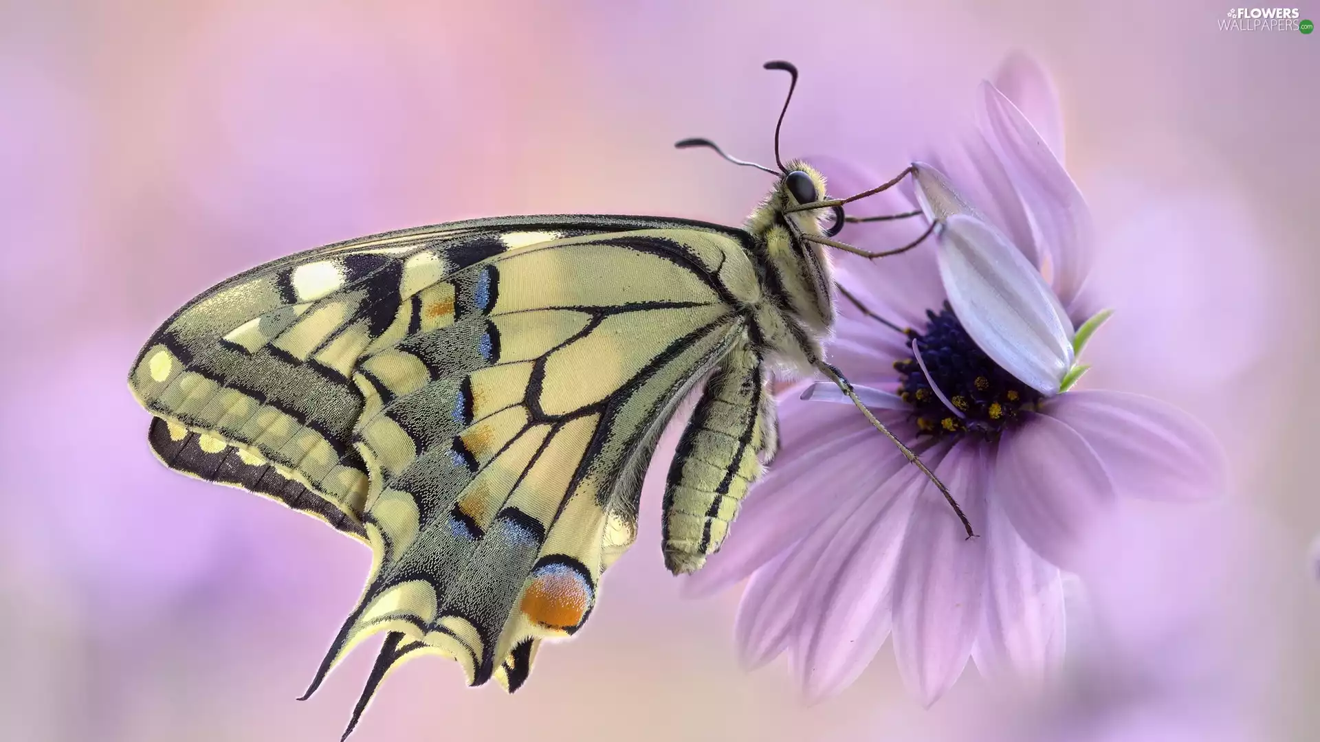 African Daisy, Close, Oct Queen, Colourfull Flowers, butterfly