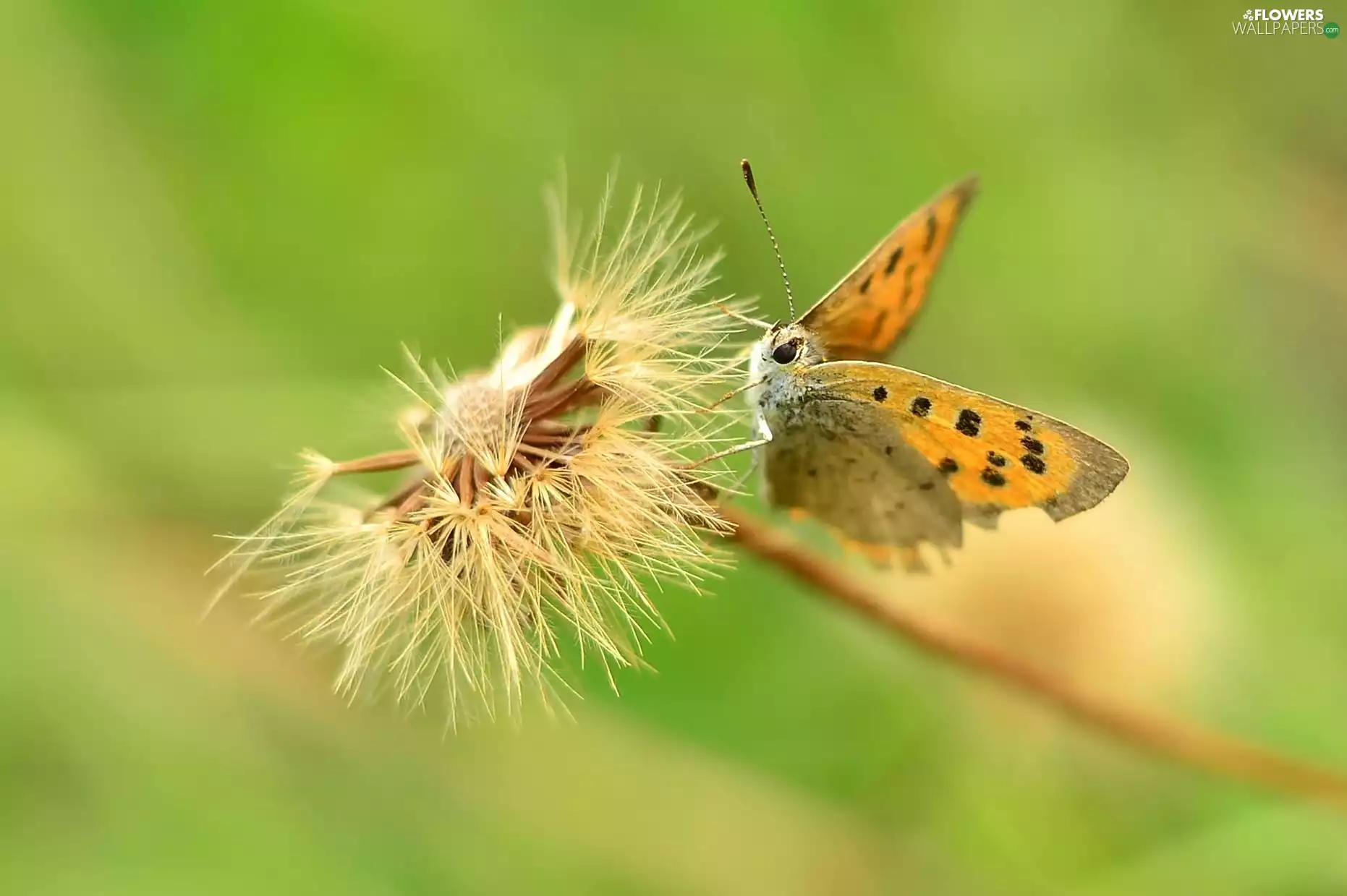 butterfly, Common Dandelion