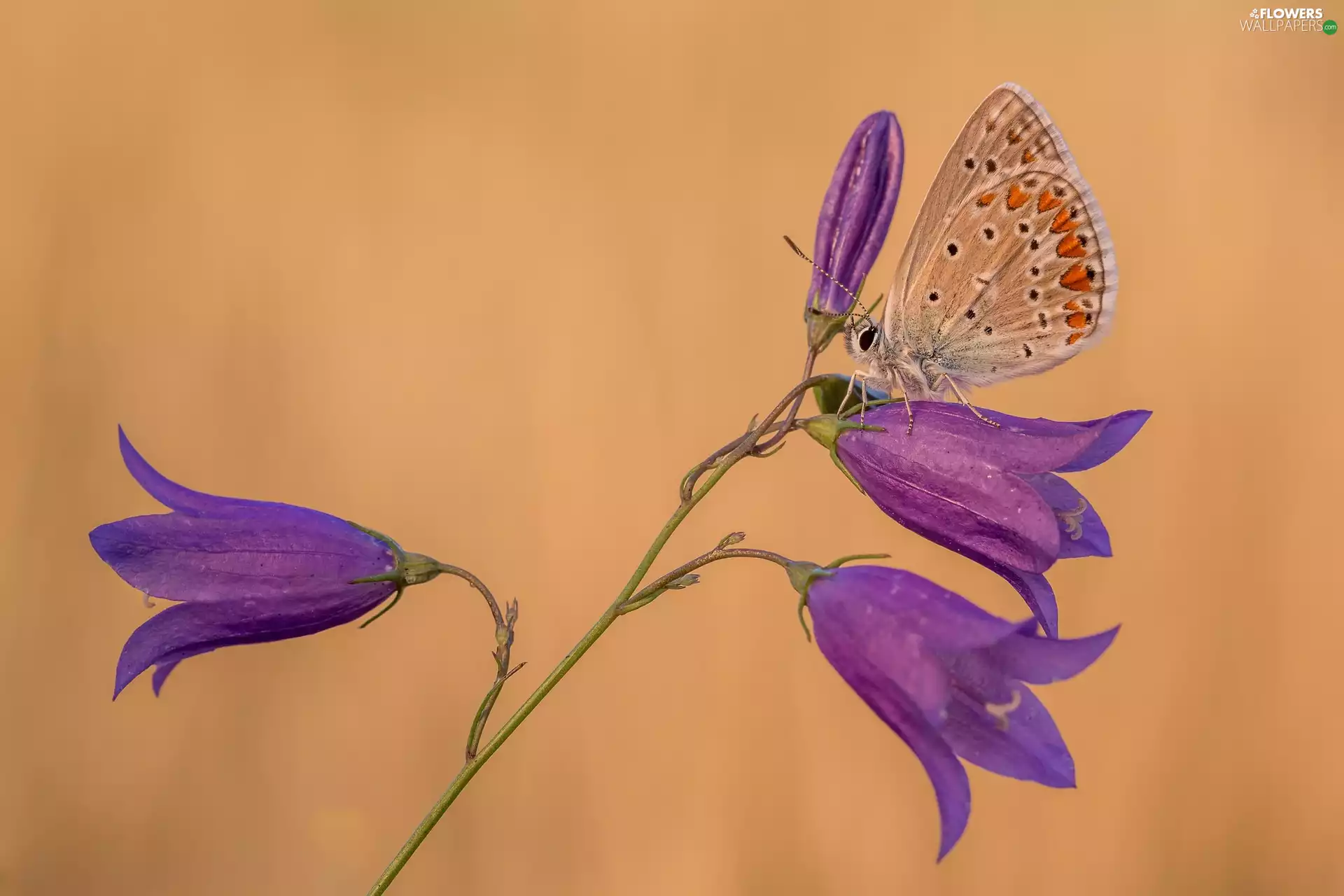 Flowers, butterfly, Dusky Icarus, ringtones