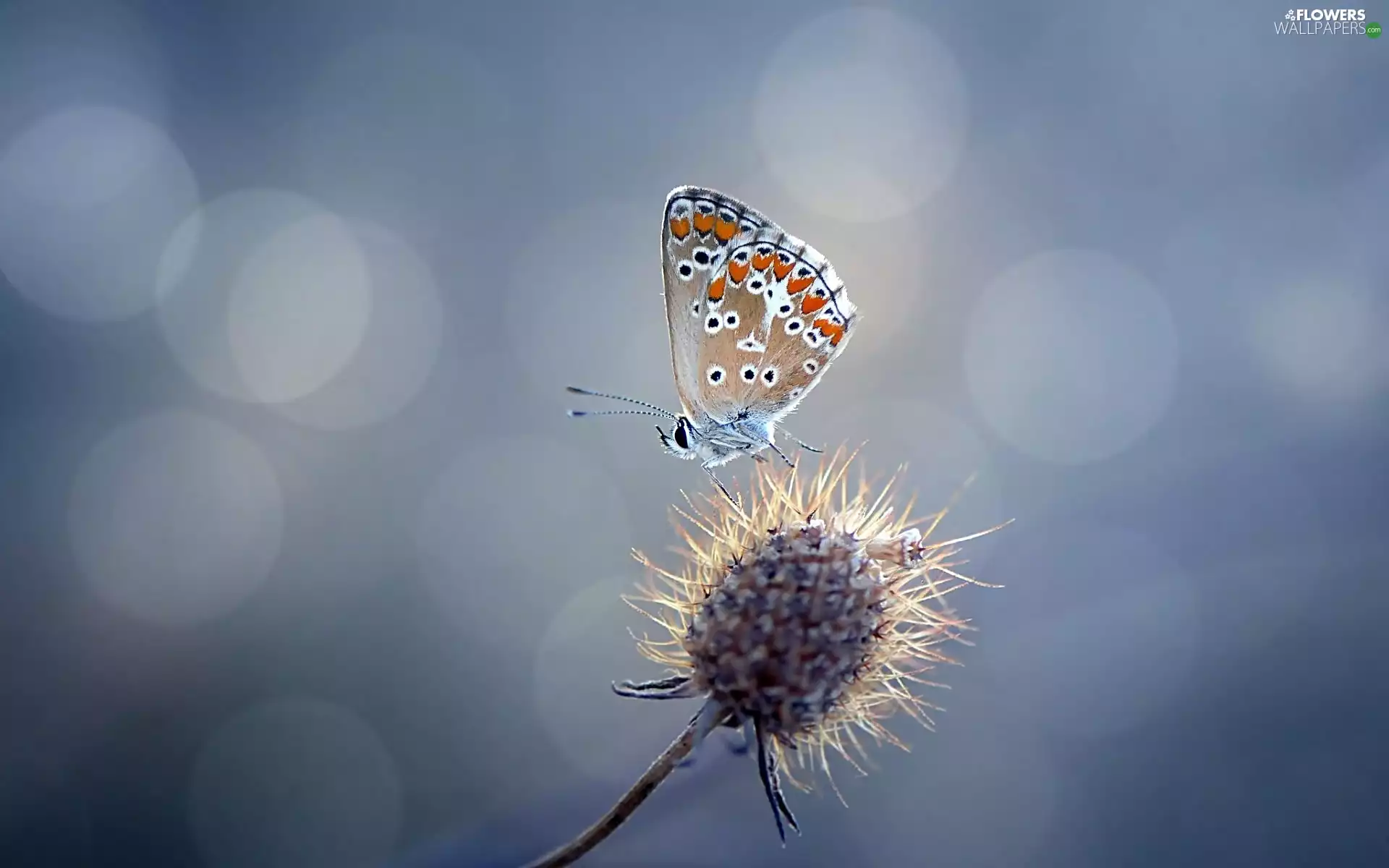 butterfly, Dry Flower