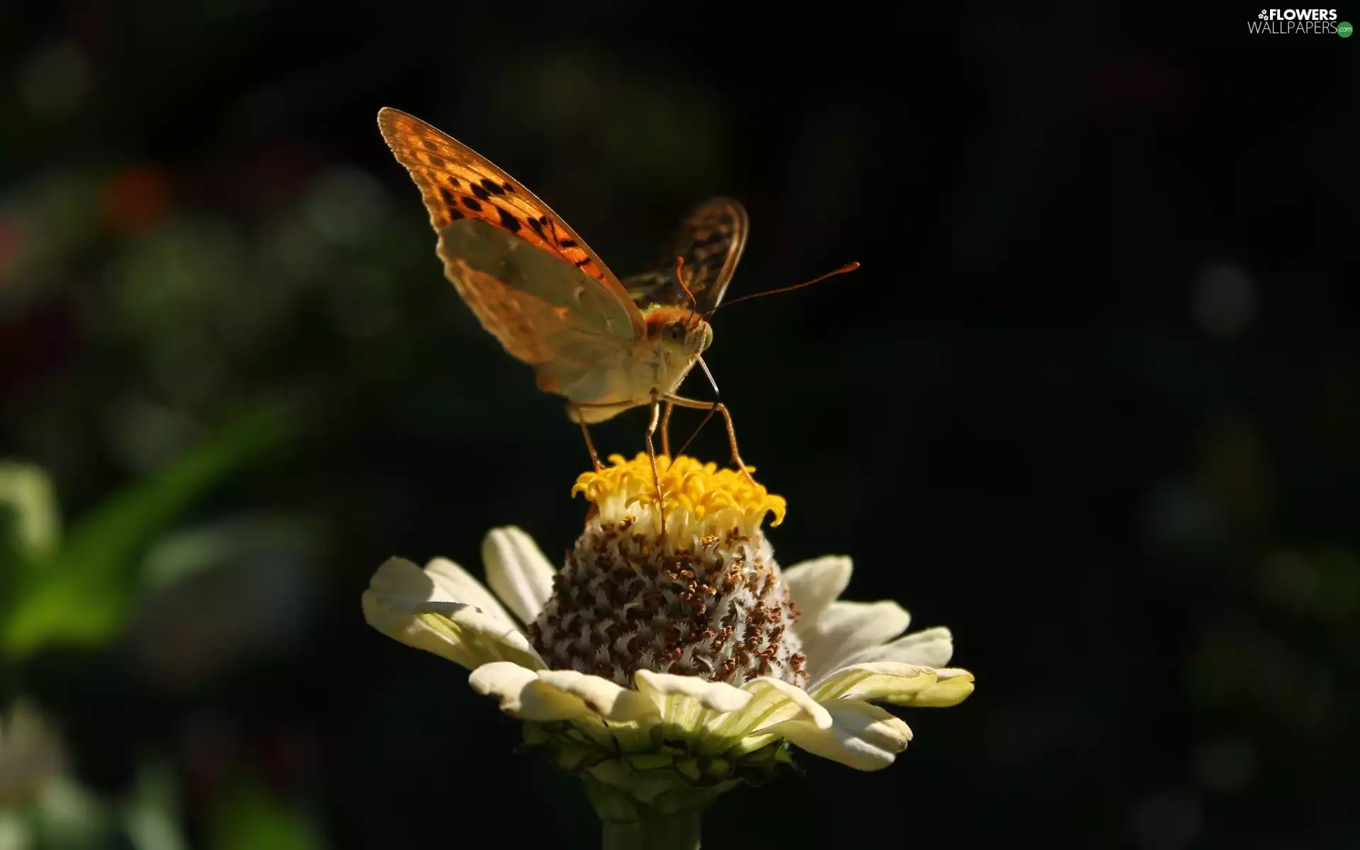 butterfly, Flower