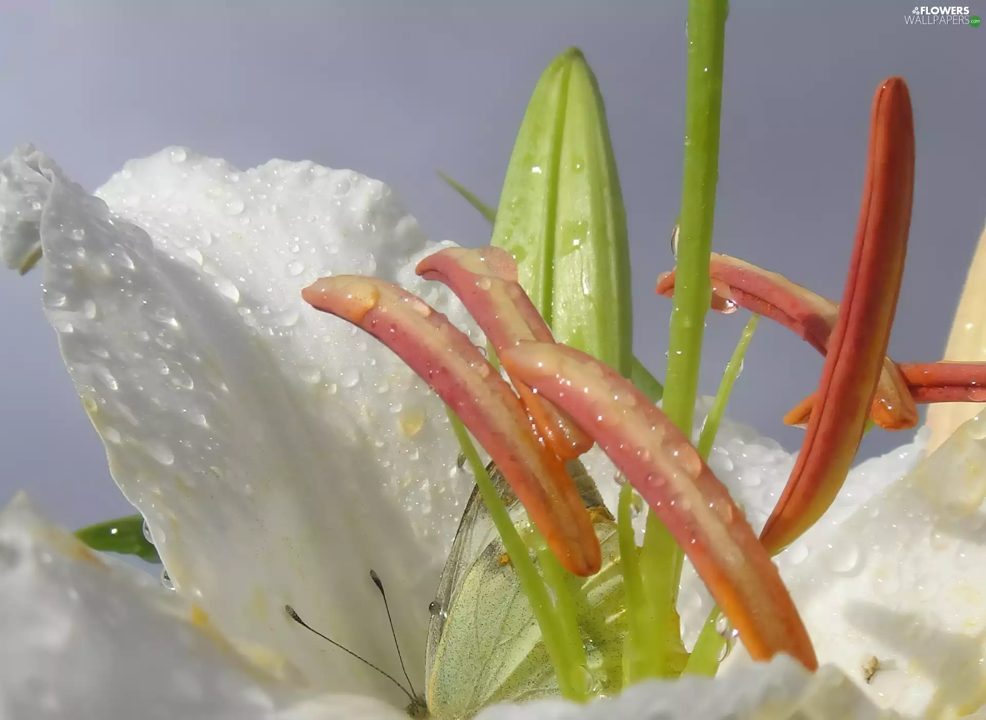Colourfull Flowers, lily, butterfly, white