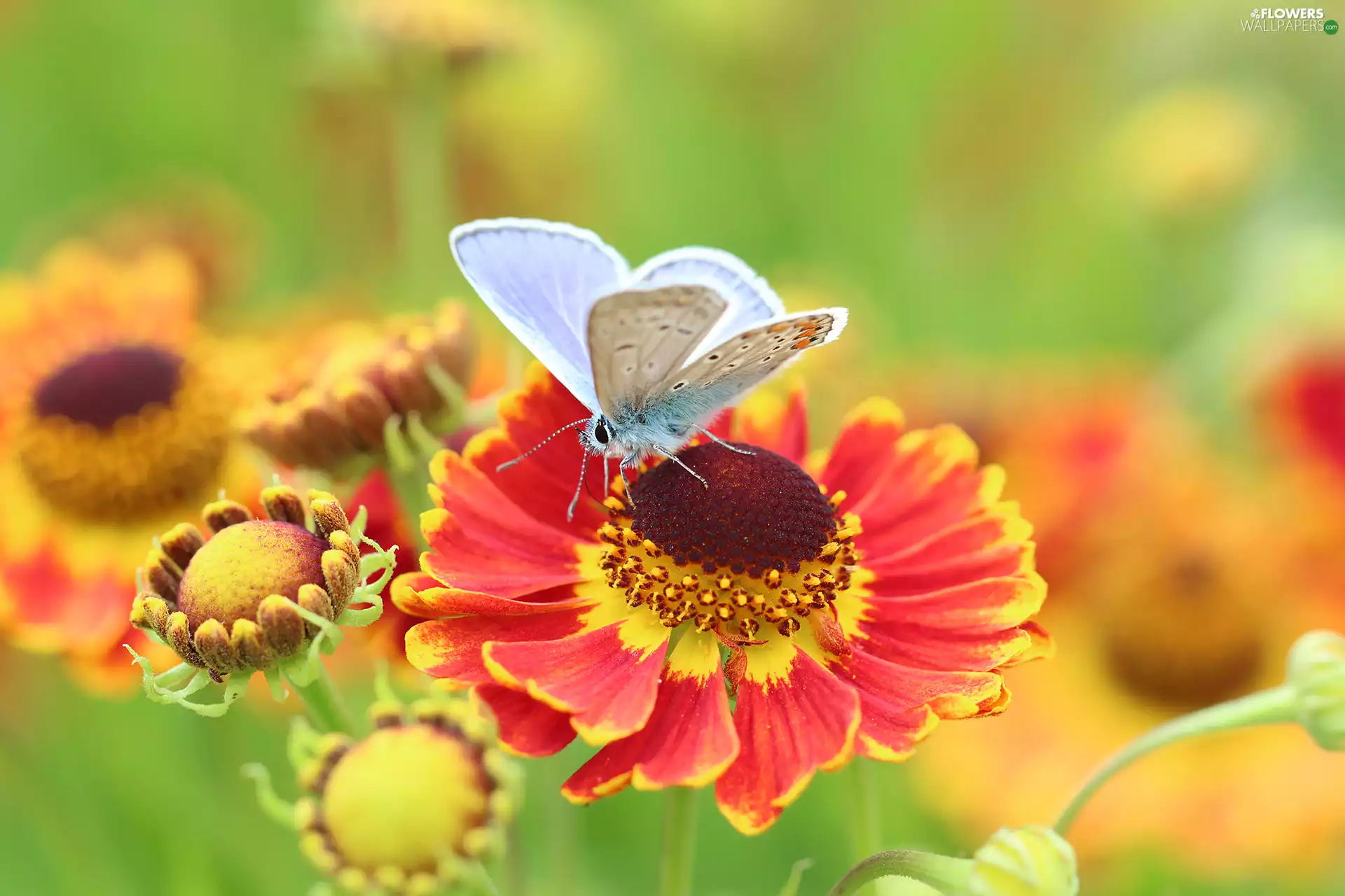 Colourfull Flowers, Helenium Hybridum, Dusky Icarus, Insect, butterfly