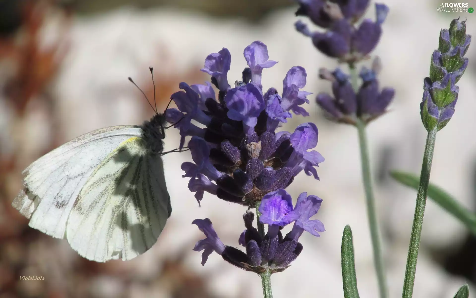 butterfly, lavender