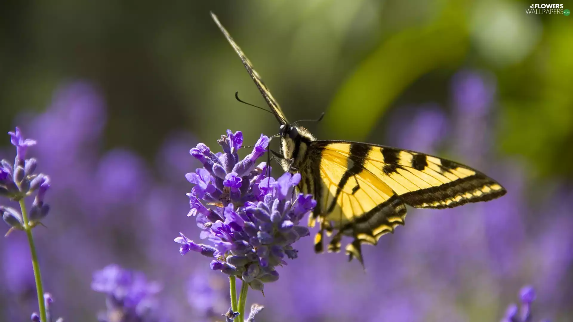 Monarch Butterfly, Narrow-Leaf Lavender