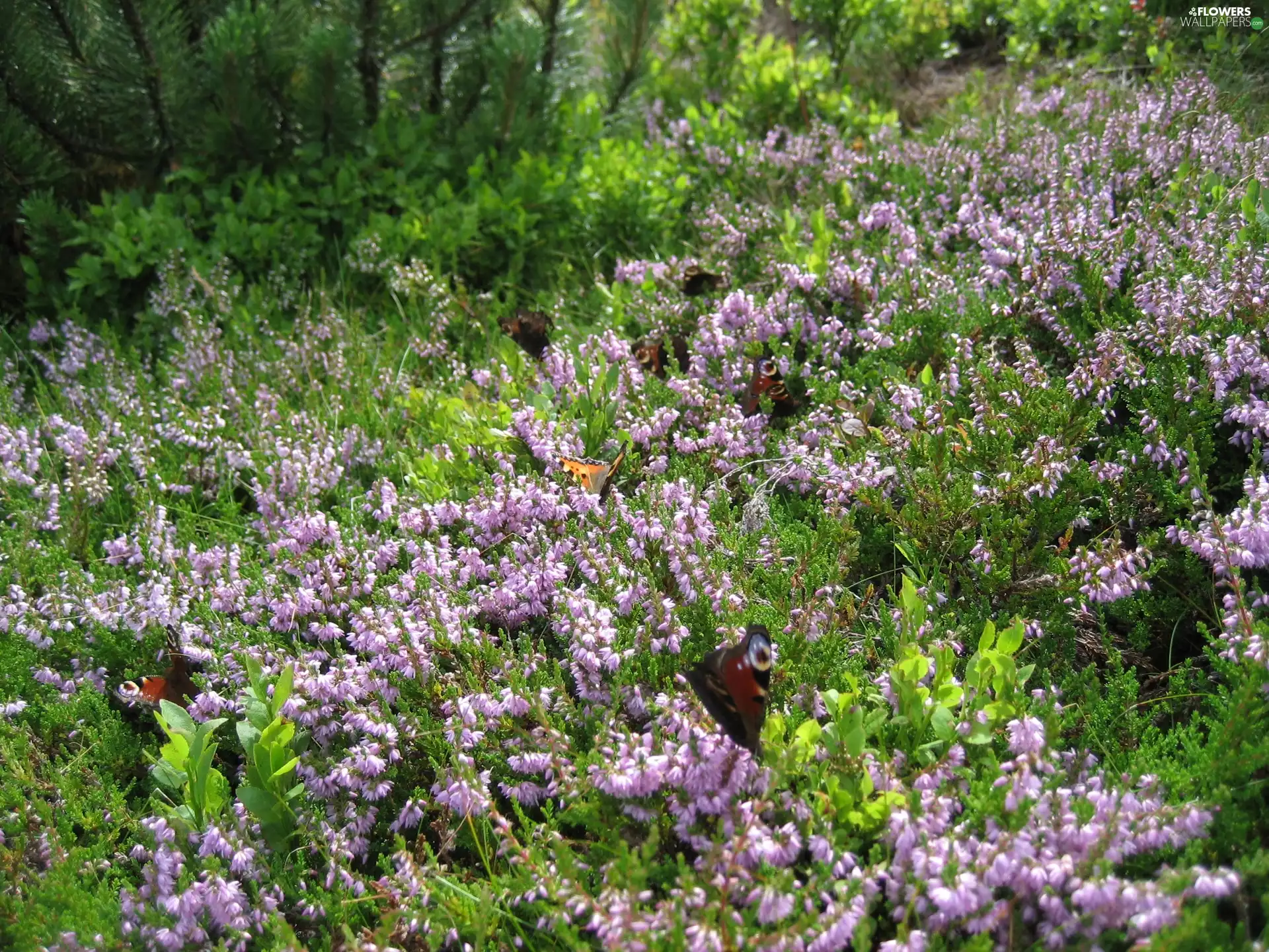 butterfly, Heather ordinary